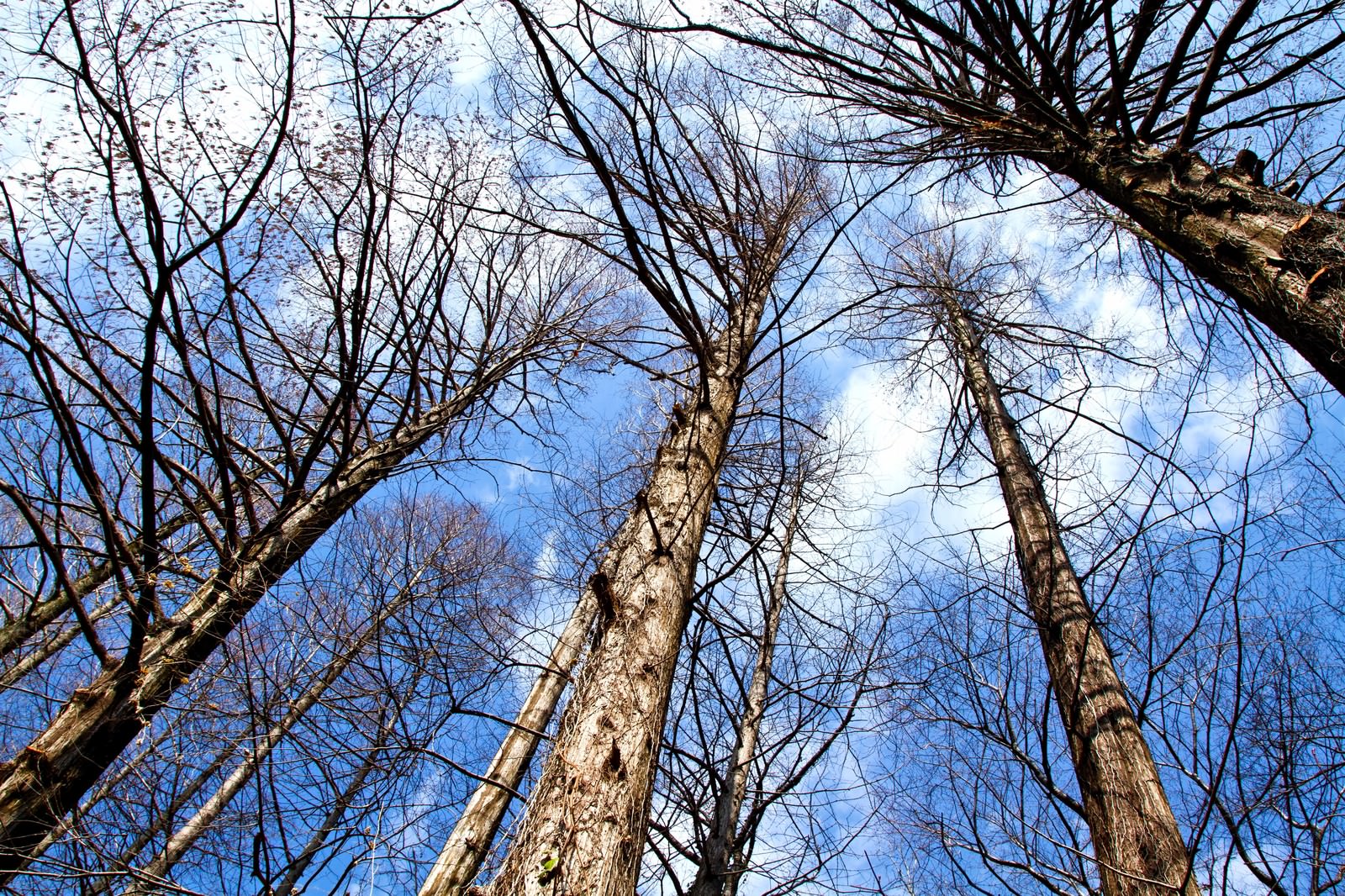 雑木林と見上げる空の写真素材 ぱくたそ 雑木林と見上げる空の写真素材 ぱくたそ