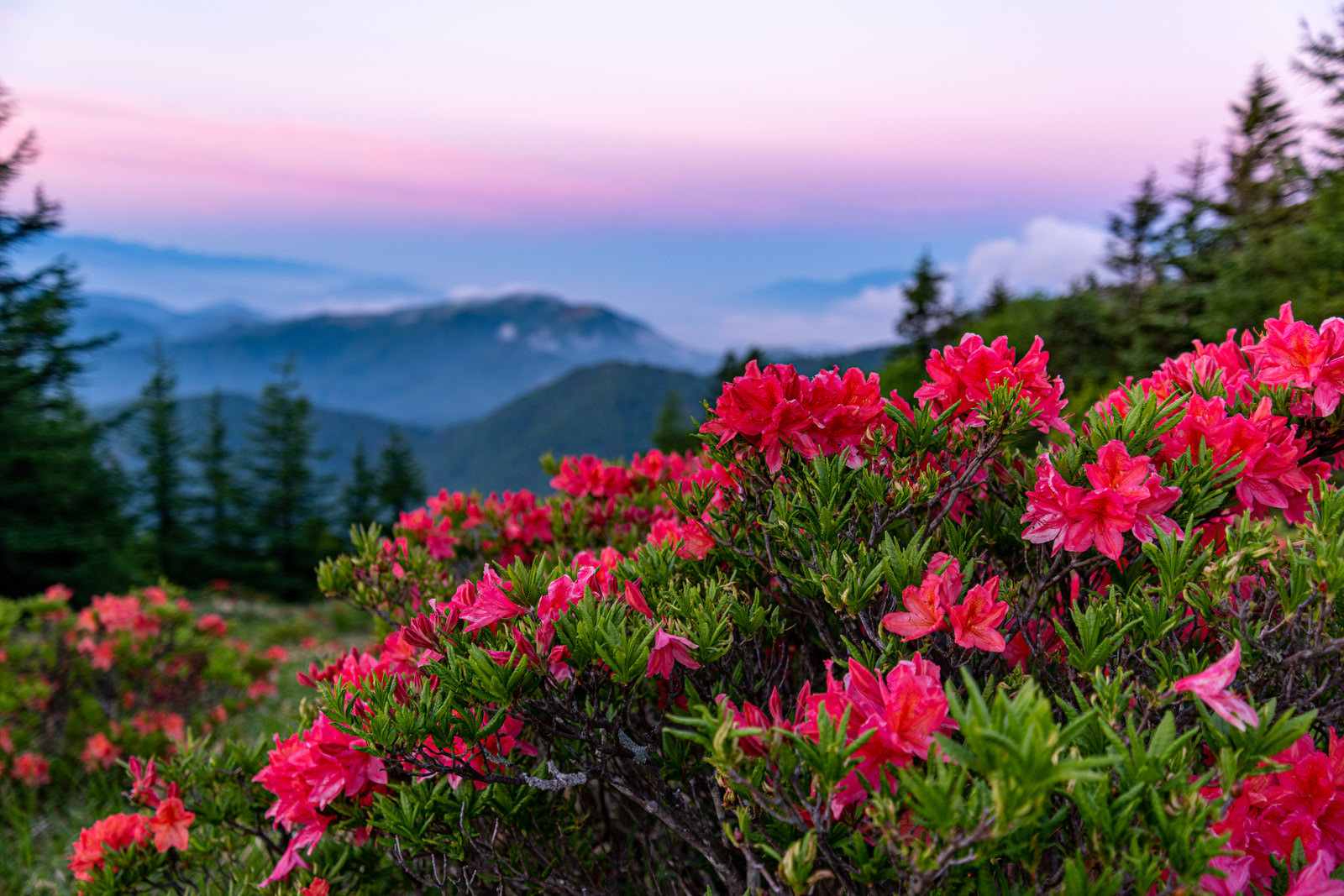 「朝焼けと山ツツジ」の写真