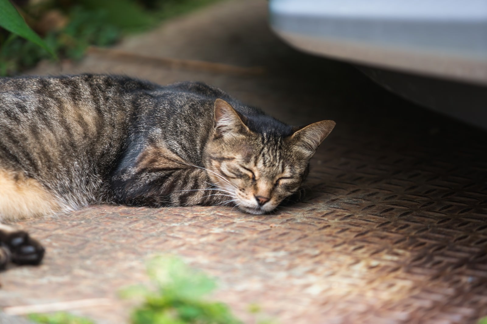 猫の一休みの写真を無料ダウンロード フリー素材 ぱくたそ 猫の一休みの写真を無料ダウンロード フリー素材 ぱくたそ
