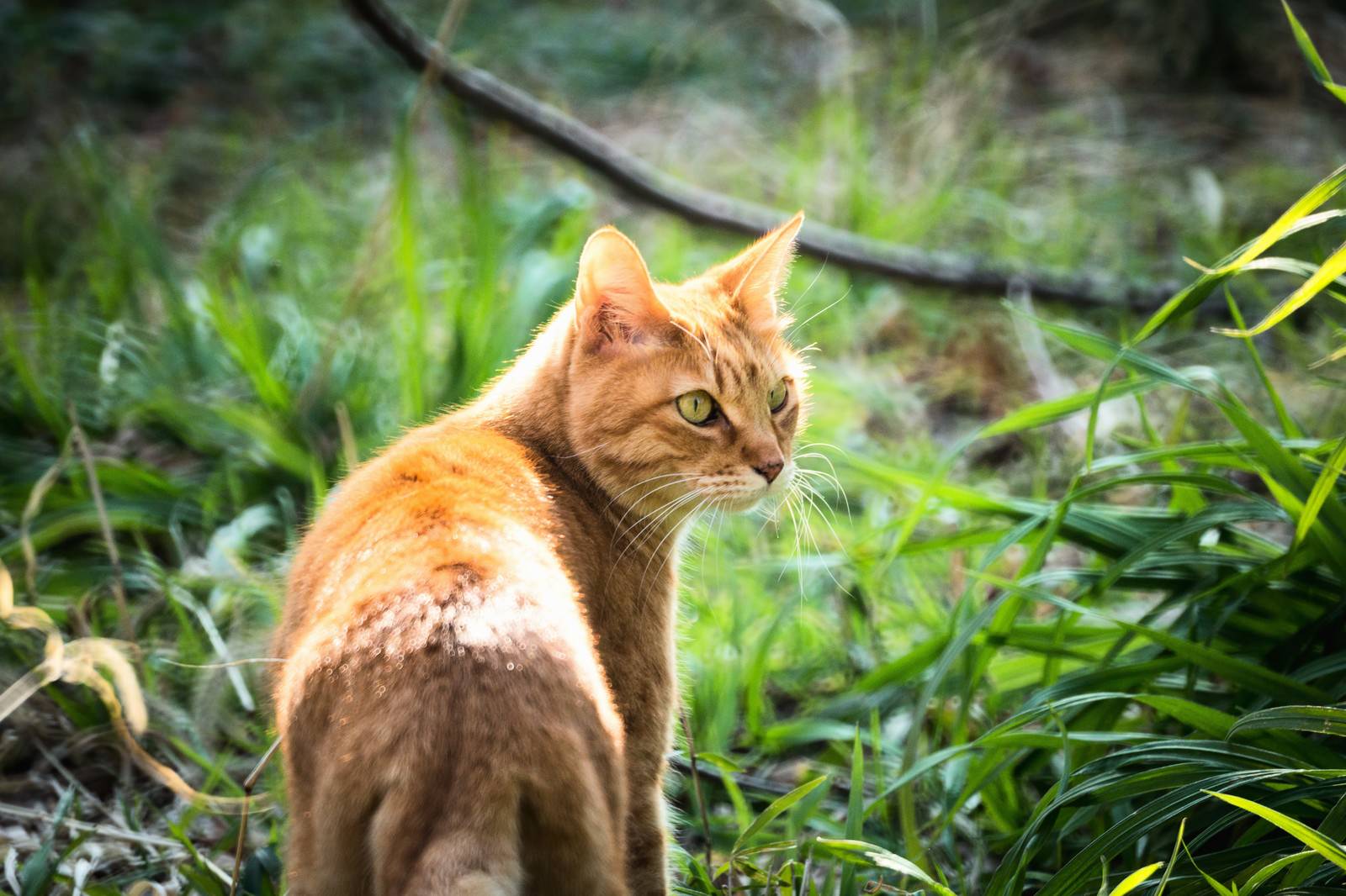 ãæ¯ãè¿ãç«æ¯ãè¿ãç«ãã®ããªã¼åçç´ æãæ¡å¤§