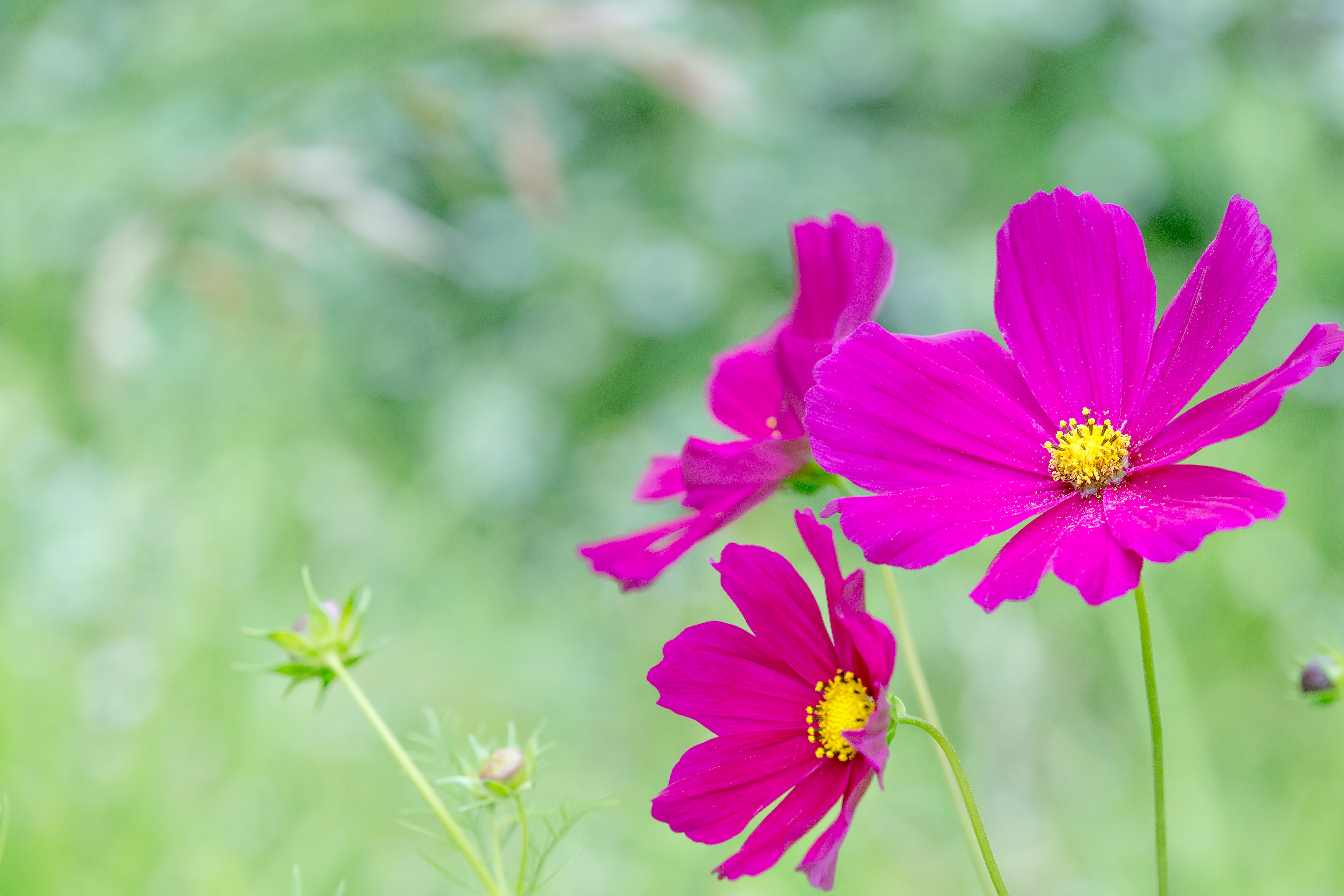 コスモスの花の写真 画像 を無料ダウンロード フリー素材のぱくたそ