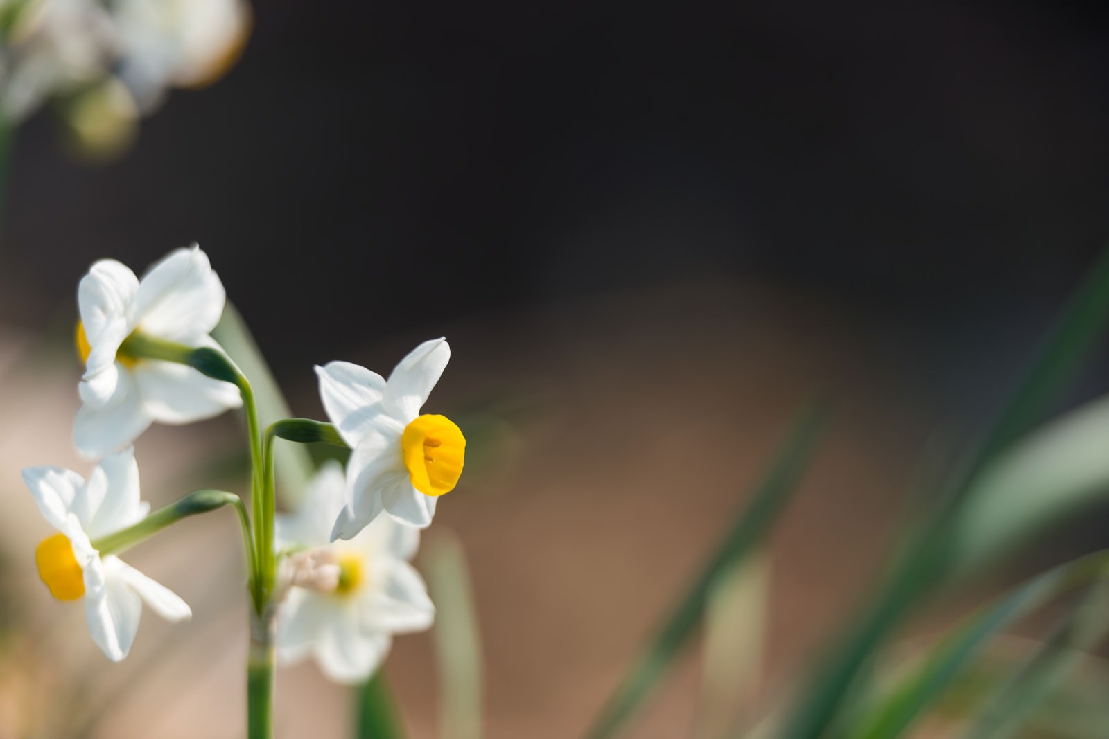 水仙の花の写真を無料ダウンロード フリー素材 ぱくたそ