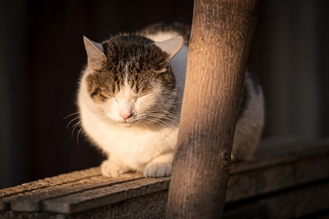 塀の上で丸くなる猫