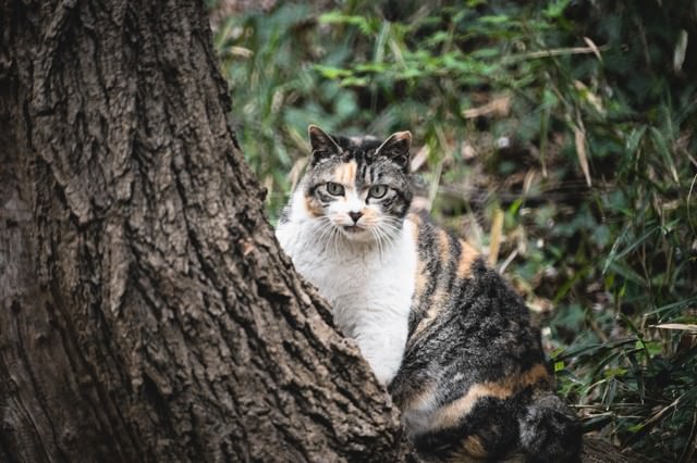 見てはいけないモノを見てしまった猫