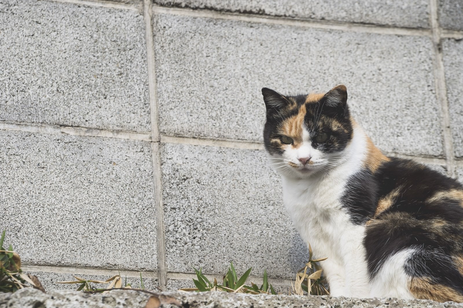 ブロック塀と野良猫の写真 画像 フリー素材 ぱくたそ