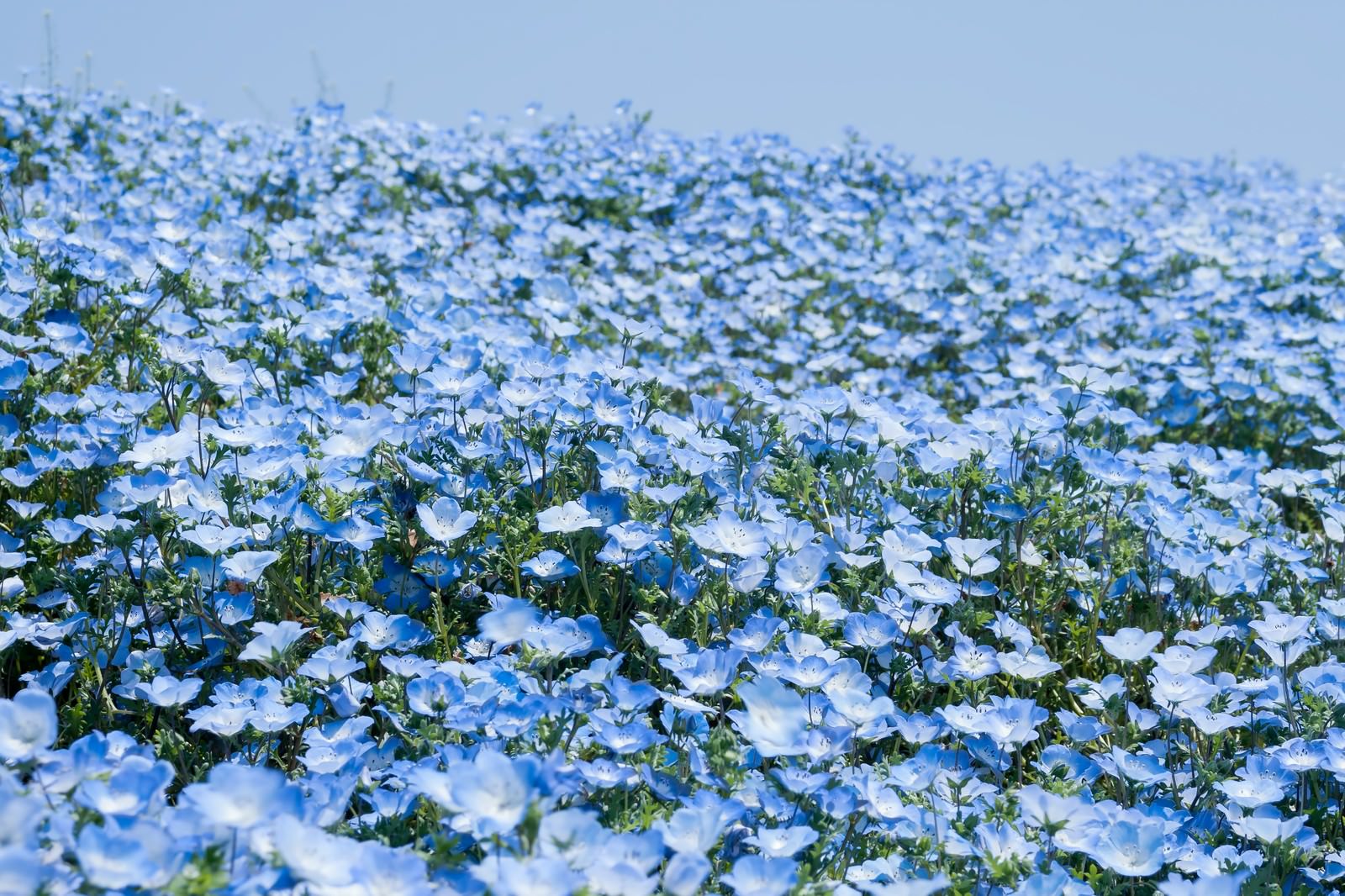 広がる一面の青い花の写真素材 ぱくたそ