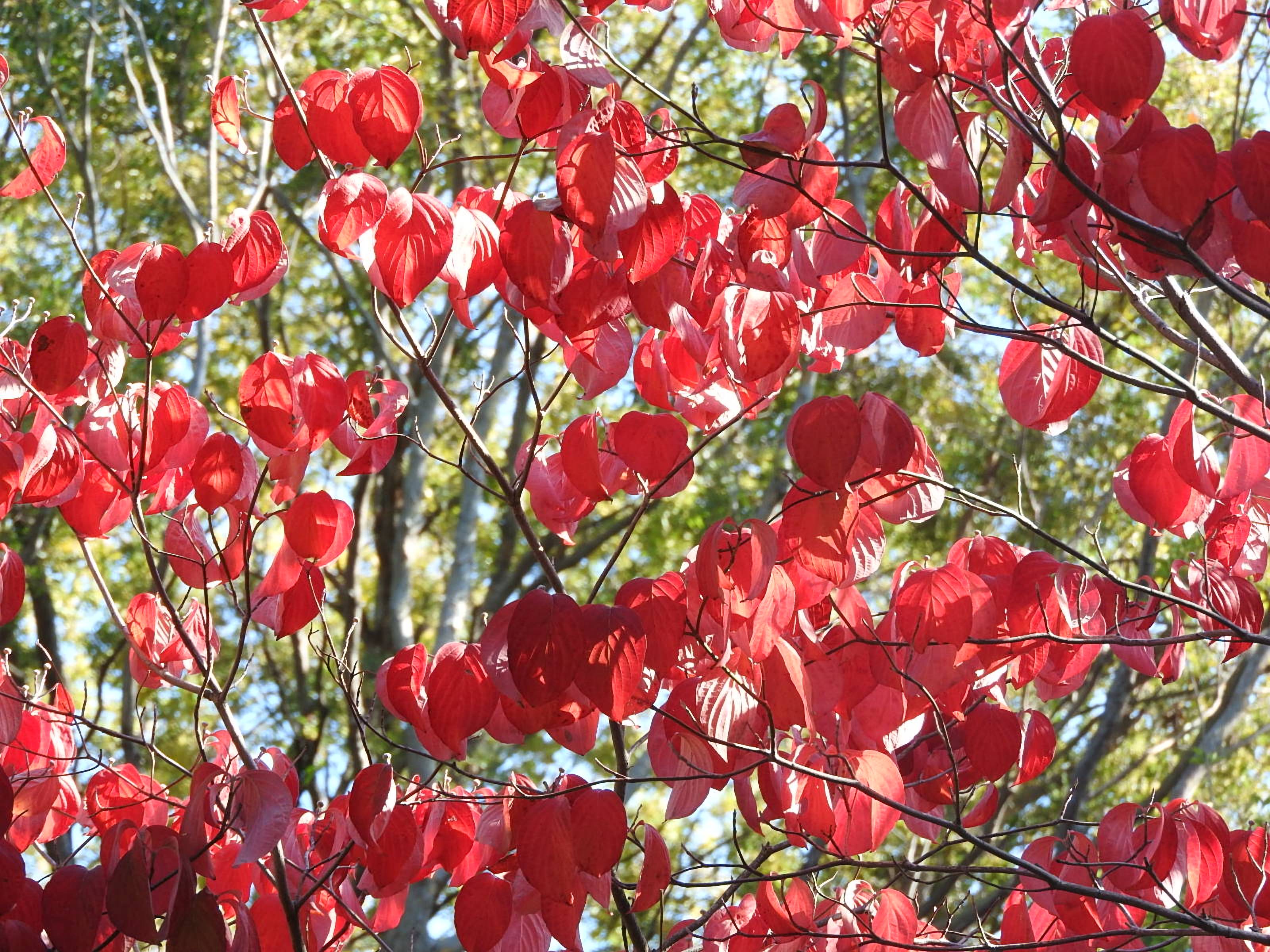 紅葉したハナミズキの葉の写真 画像 を無料ダウンロード フリー素材のぱくたそ 紅葉したハナミズキの葉の写真 画像 を無料ダウンロード フリー素材のぱくたそ