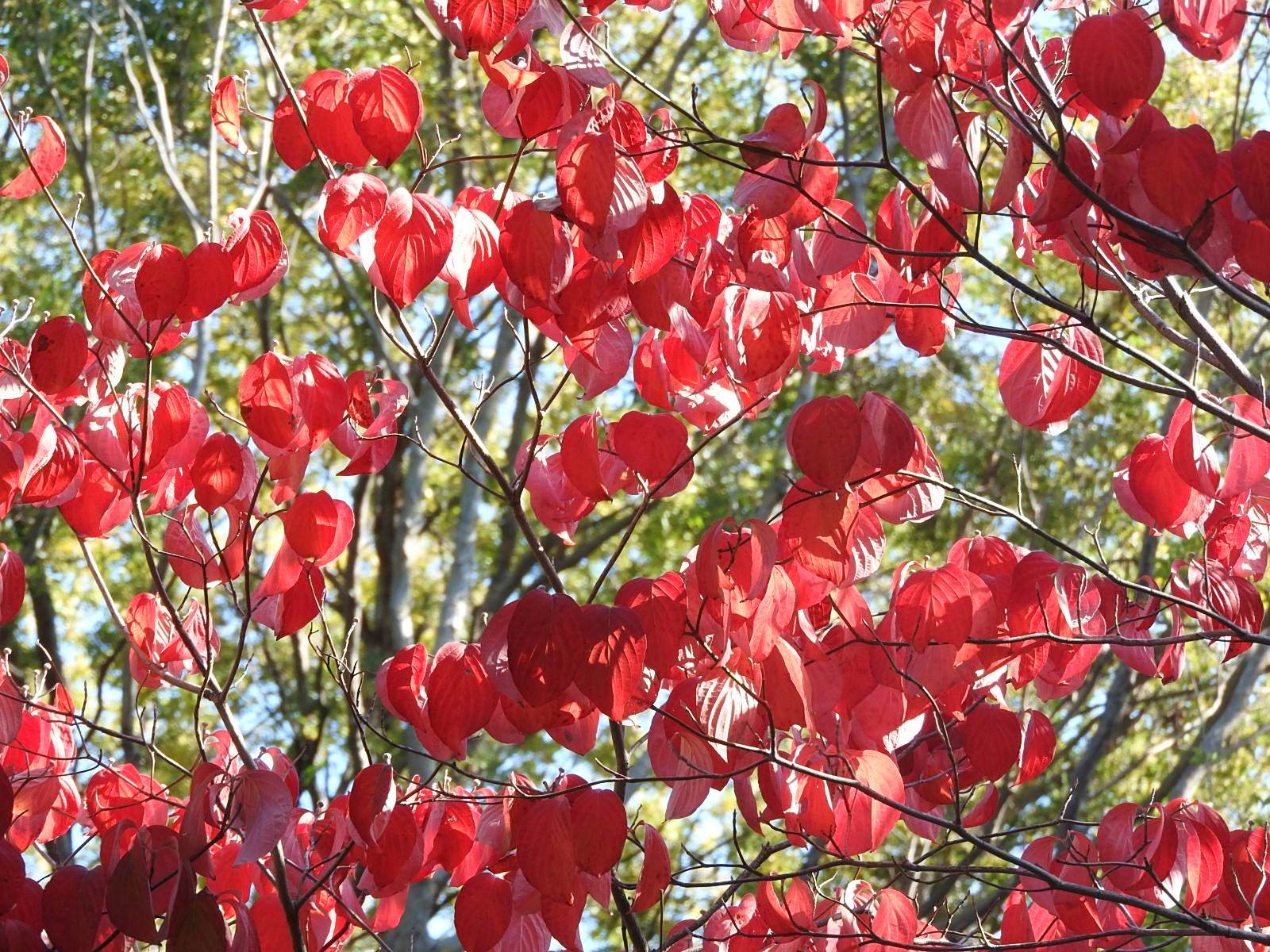 紅葉したハナミズキの葉の写真 画像 フリー素材 ぱくたそ