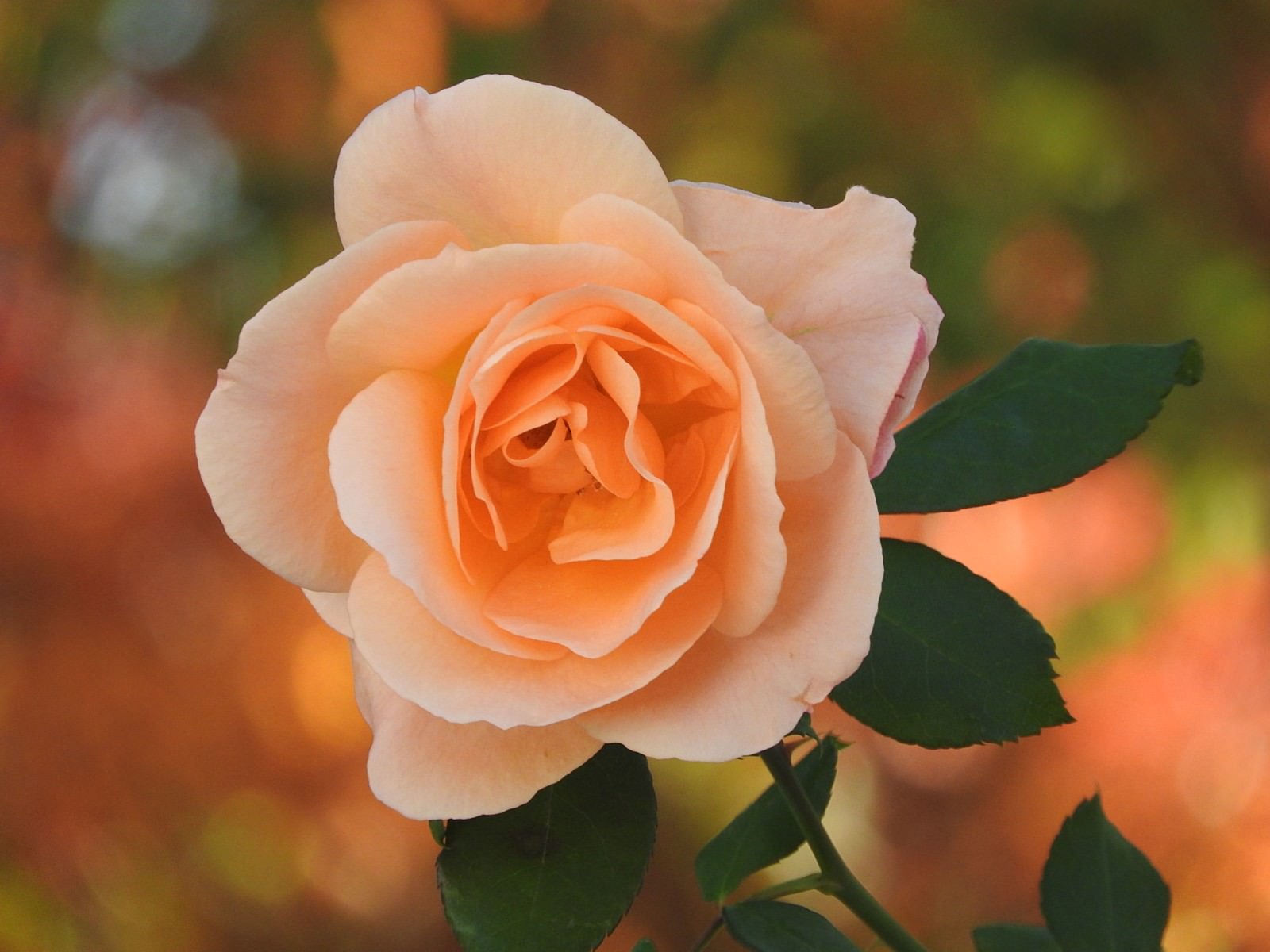 ãç§ã®èèãã®åç