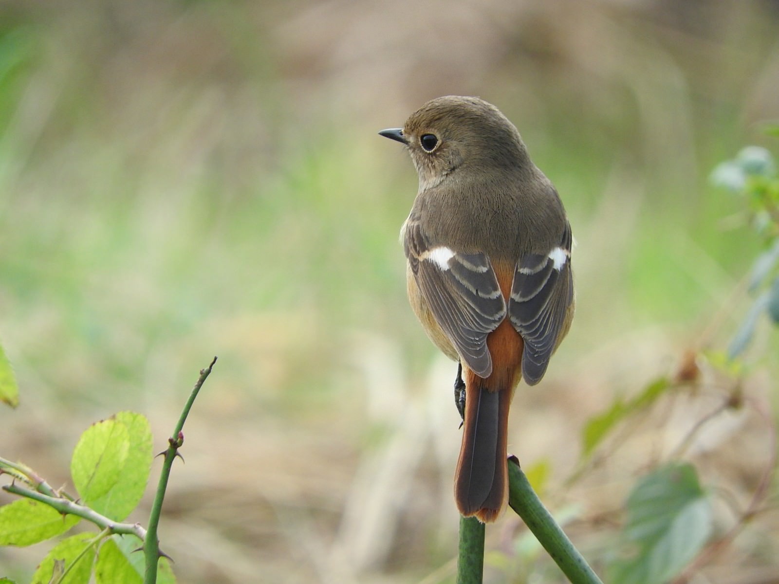 メス ジョウビタキ 似た野鳥の見分け方のポイント