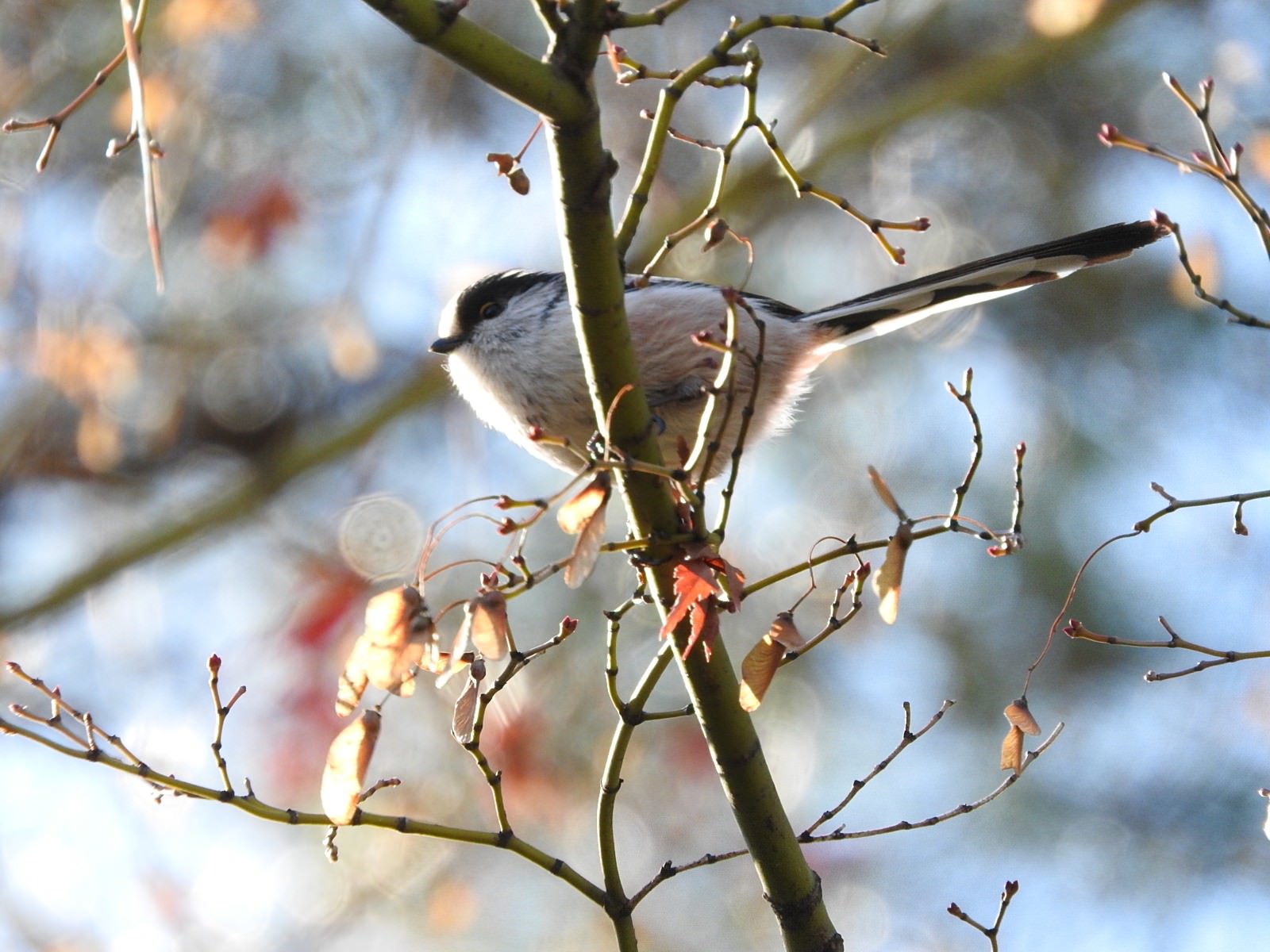 エナガ 野鳥 の写真 画像 フリー素材 ぱくたそ