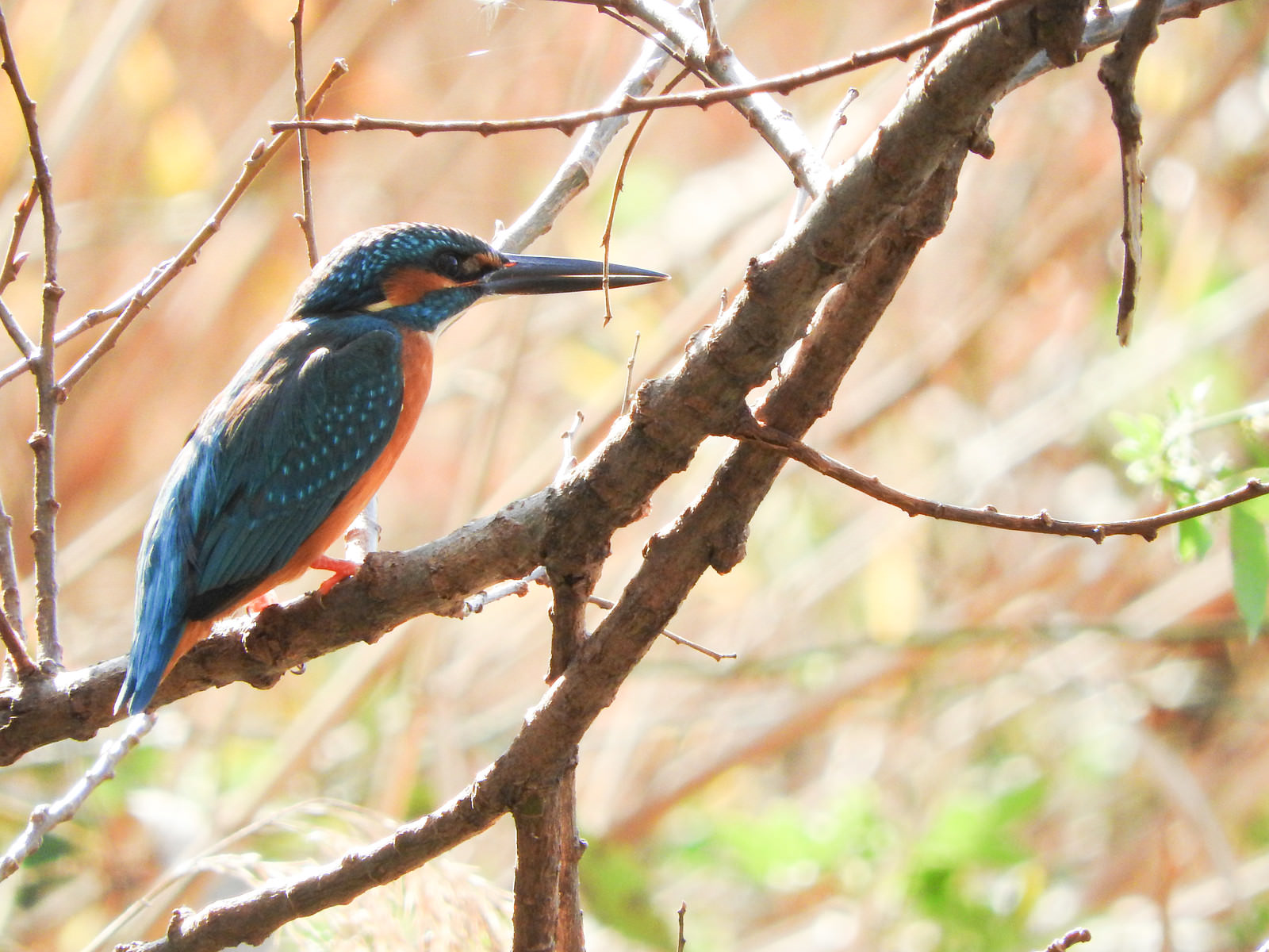 木の枝に止まるカワセミ 野鳥 の写真を無料ダウンロード フリー素材 ぱくたそ