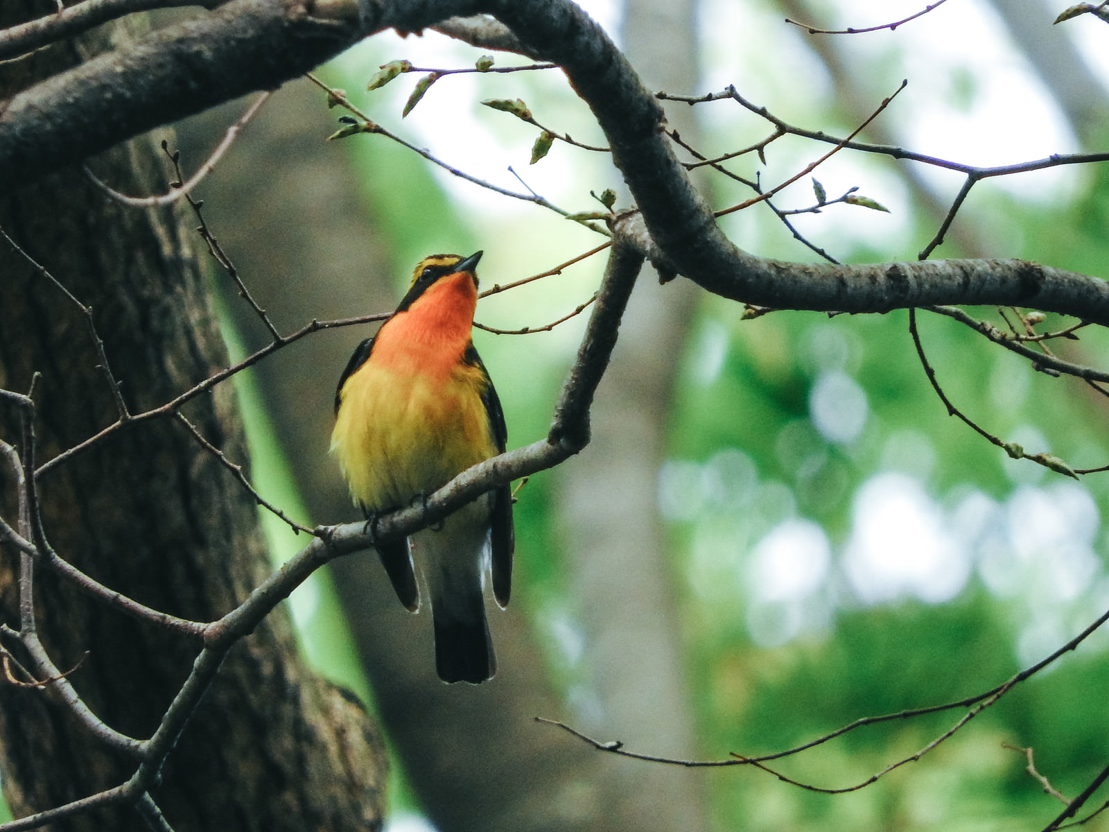 キビタキ 鳥 の写真素材 ぱくたそ