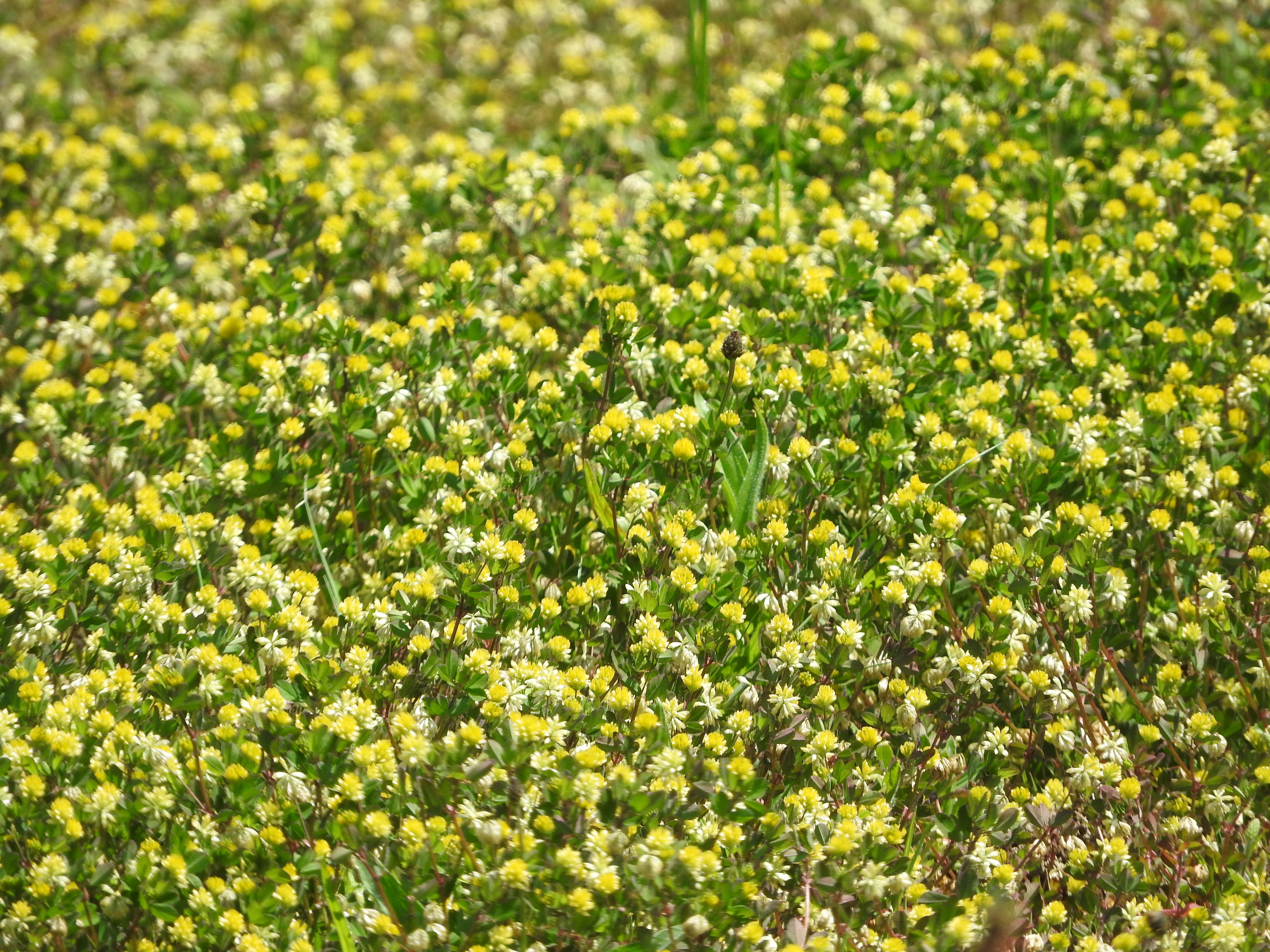 河原に生えるコメツブツメクサの写真素材 ぱくたそ