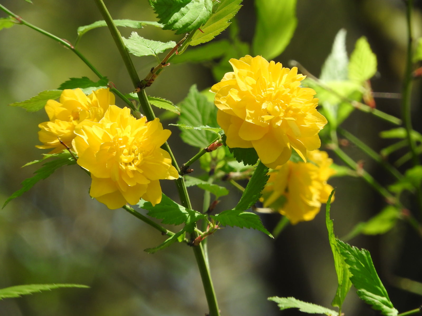 ヤエヤマブキの写真素材 ぱくたそ