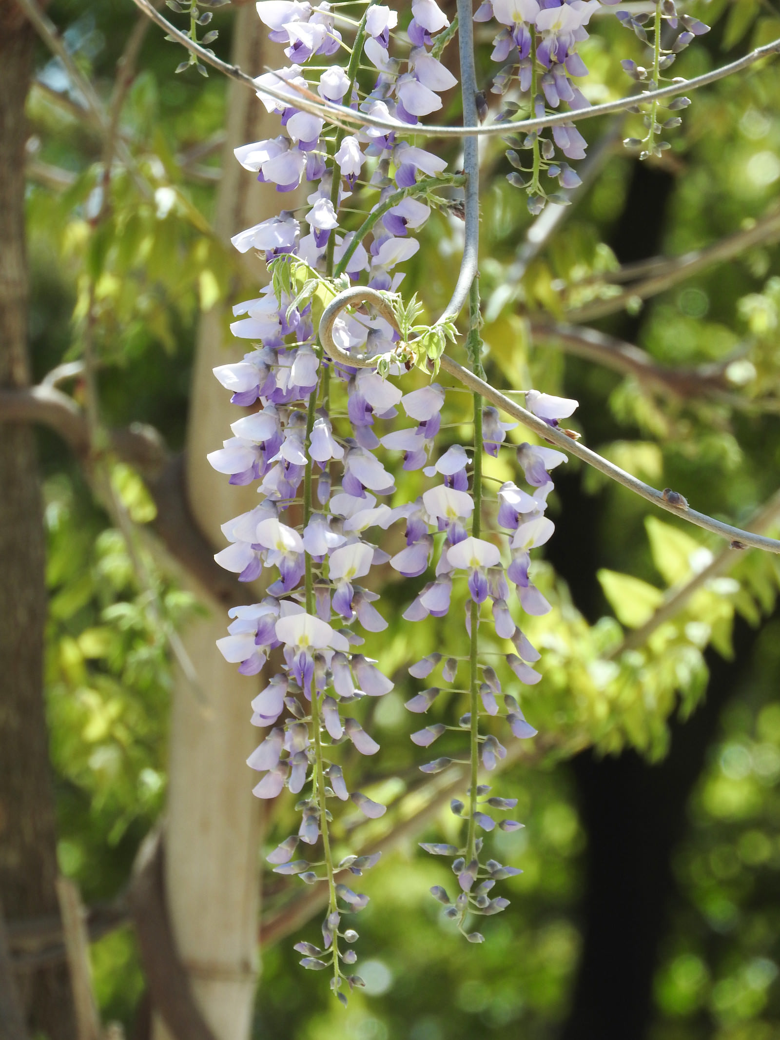 藤の花 マメ科 の写真を無料ダウンロード フリー素材 ぱくたそ 藤の花 マメ科 の写真を無料ダウンロード フリー素材 ぱくたそ