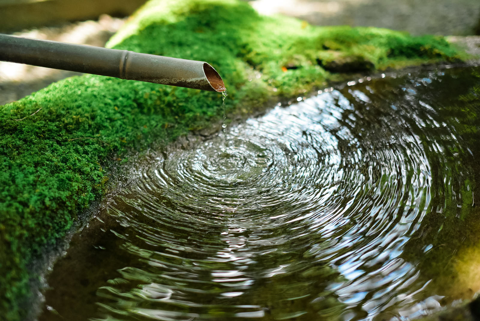 「苔むした水溜りに落ちる雫からできる波紋」の写真