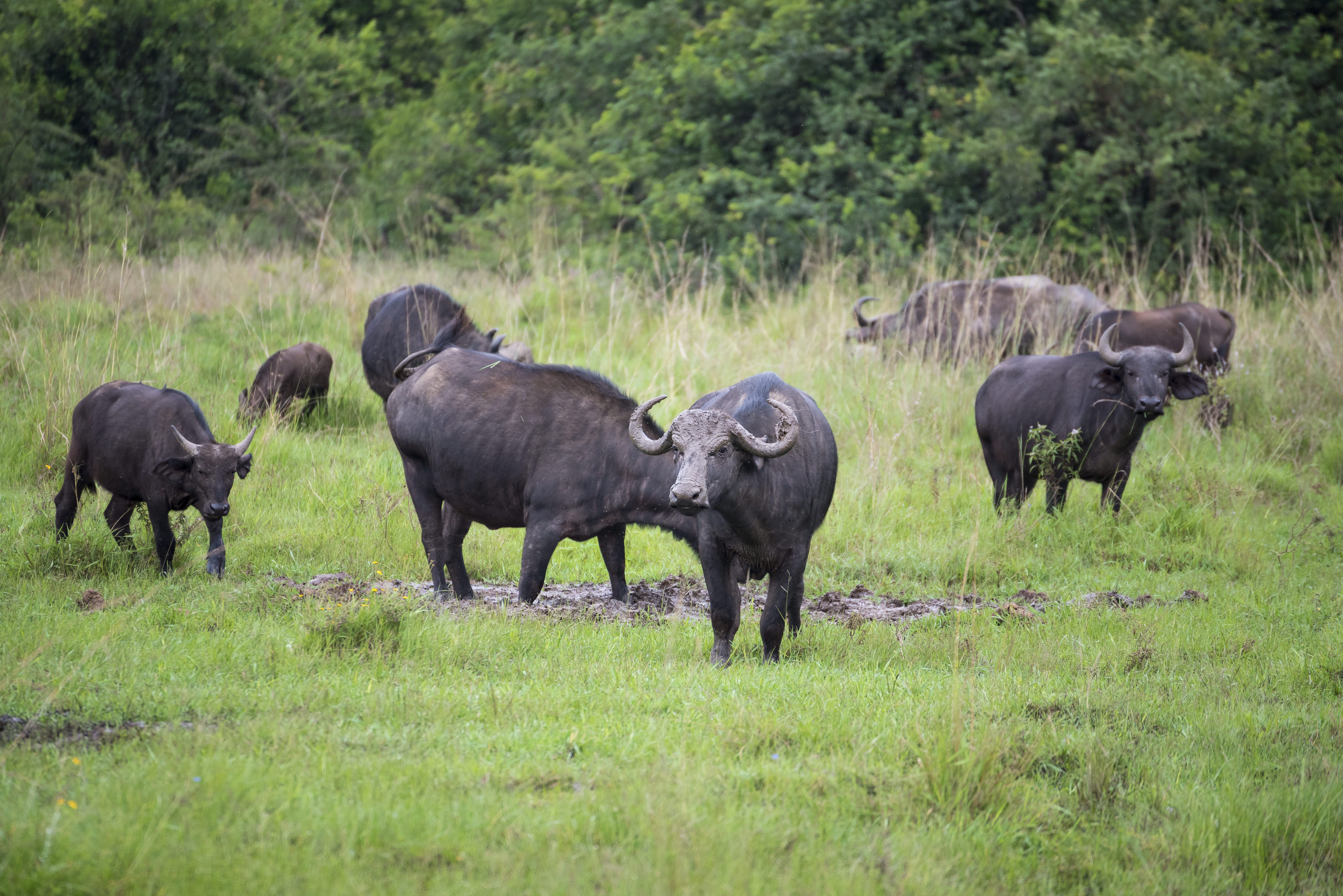 バッファローの群れの写真 画像 を無料ダウンロード フリー素材のぱくたそ