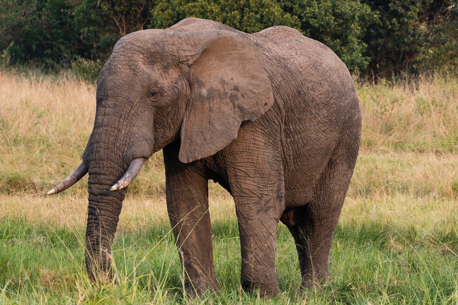 アフリカ象の写真を無料ダウンロード フリー素材 ぱくたそ