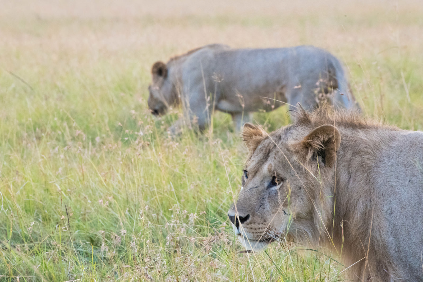 獲物を狙うライオン 無料の写真素材はフリー素材のぱくたそ