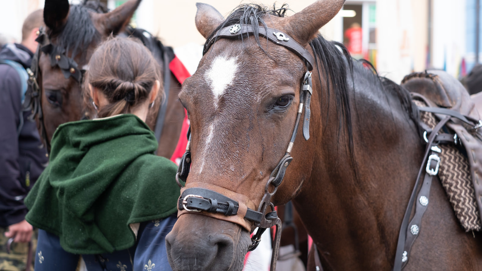 ミクロフで見かけた馬 チェコ共和国 の写真を無料ダウンロード フリー素材 ぱくたそ