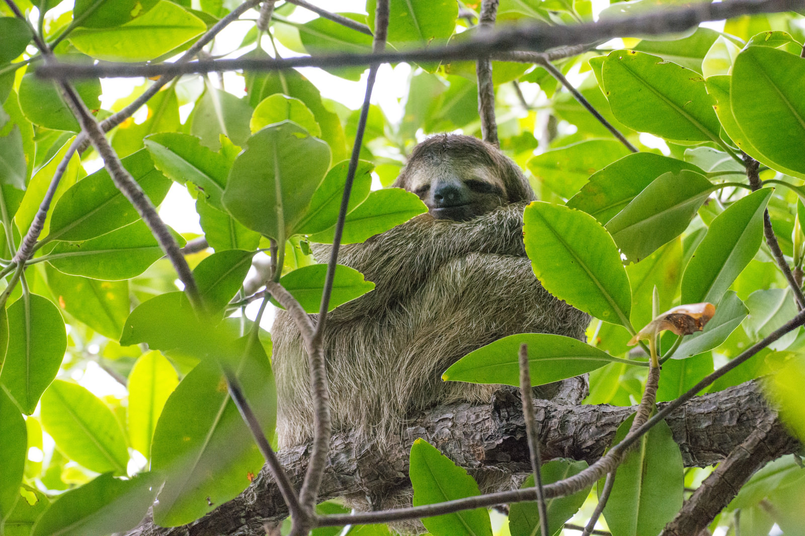 見てるだけで休まる ナマケモノの高画質な画像まとめ 写真まとめサイト Pictas