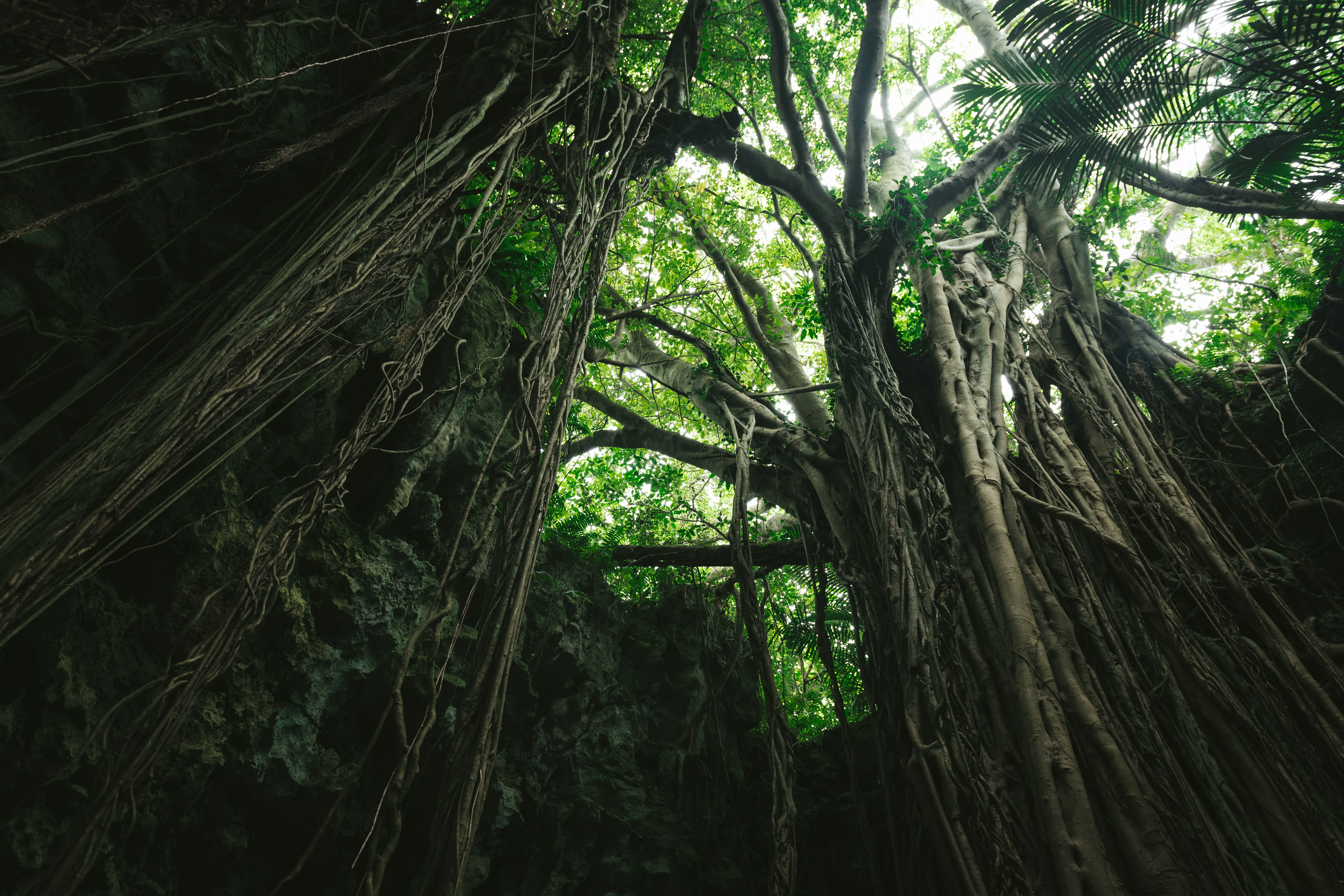 森に包まれた不思議な空間 ガンガラーの谷 沖縄 の写真素材 ぱくたそ