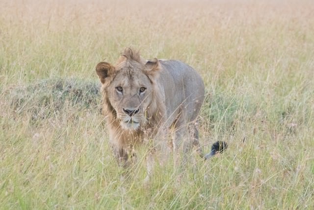 サファリと百獣の王（ライオン）