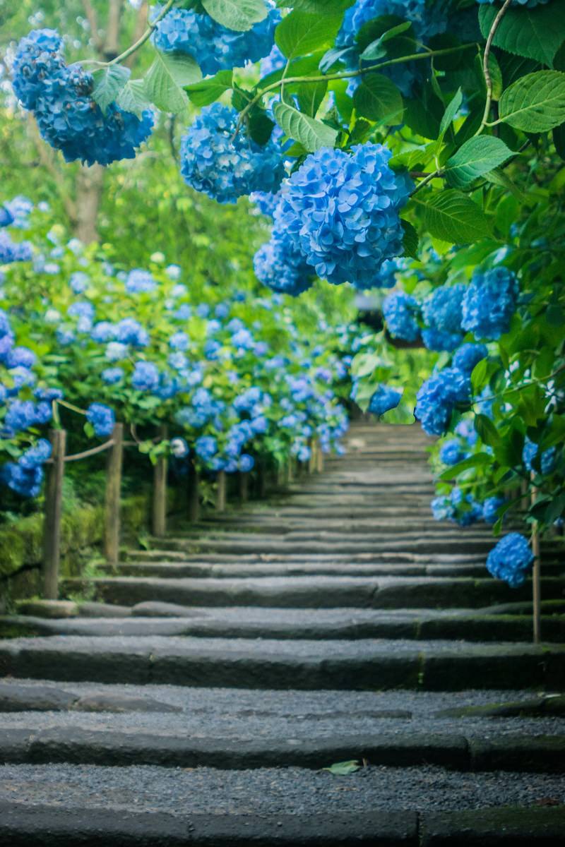 階段沿いに咲く紫陽花の無料の写真素材 フリー素材 をダウンロード ぱくたそ 階段沿いに咲く紫陽花の無料の写真素材 フリー素材 をダウンロード ぱくたそ