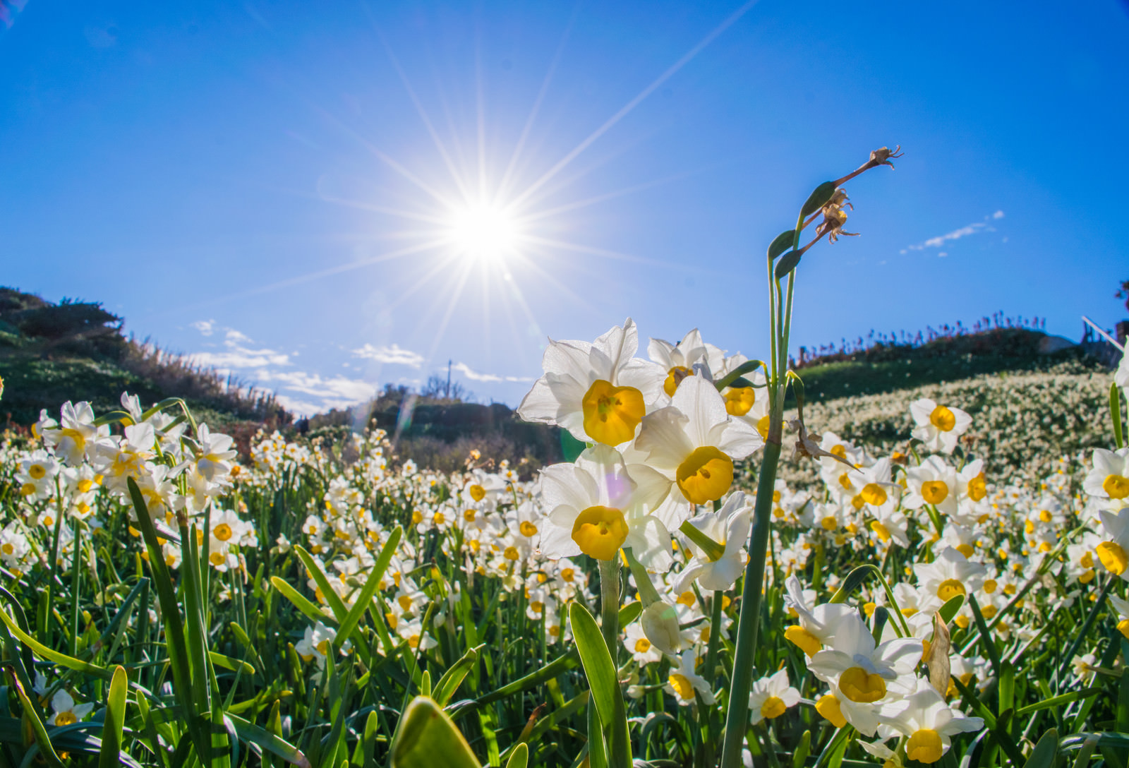 スイセンの花と光芒の写真を無料ダウンロード フリー素材 ぱくたそ