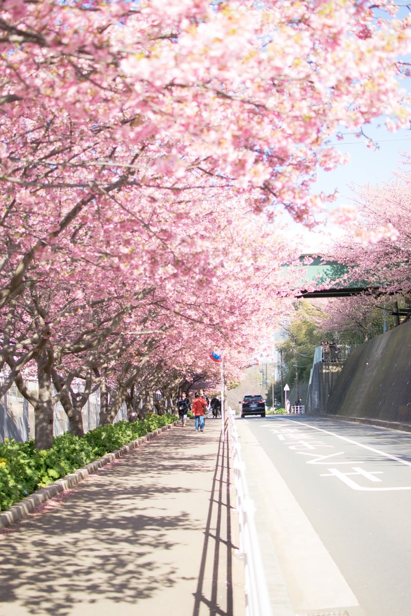 桜満開の歩道の写真を無料ダウンロード フリー素材 ぱくたそ