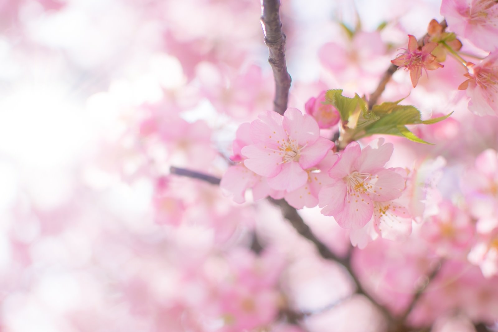 ピンク色の桜の花の写真素材 ぱくたそ