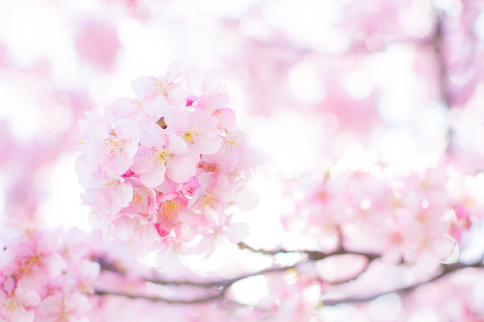 春の桜 フリー素材のぱくたそ