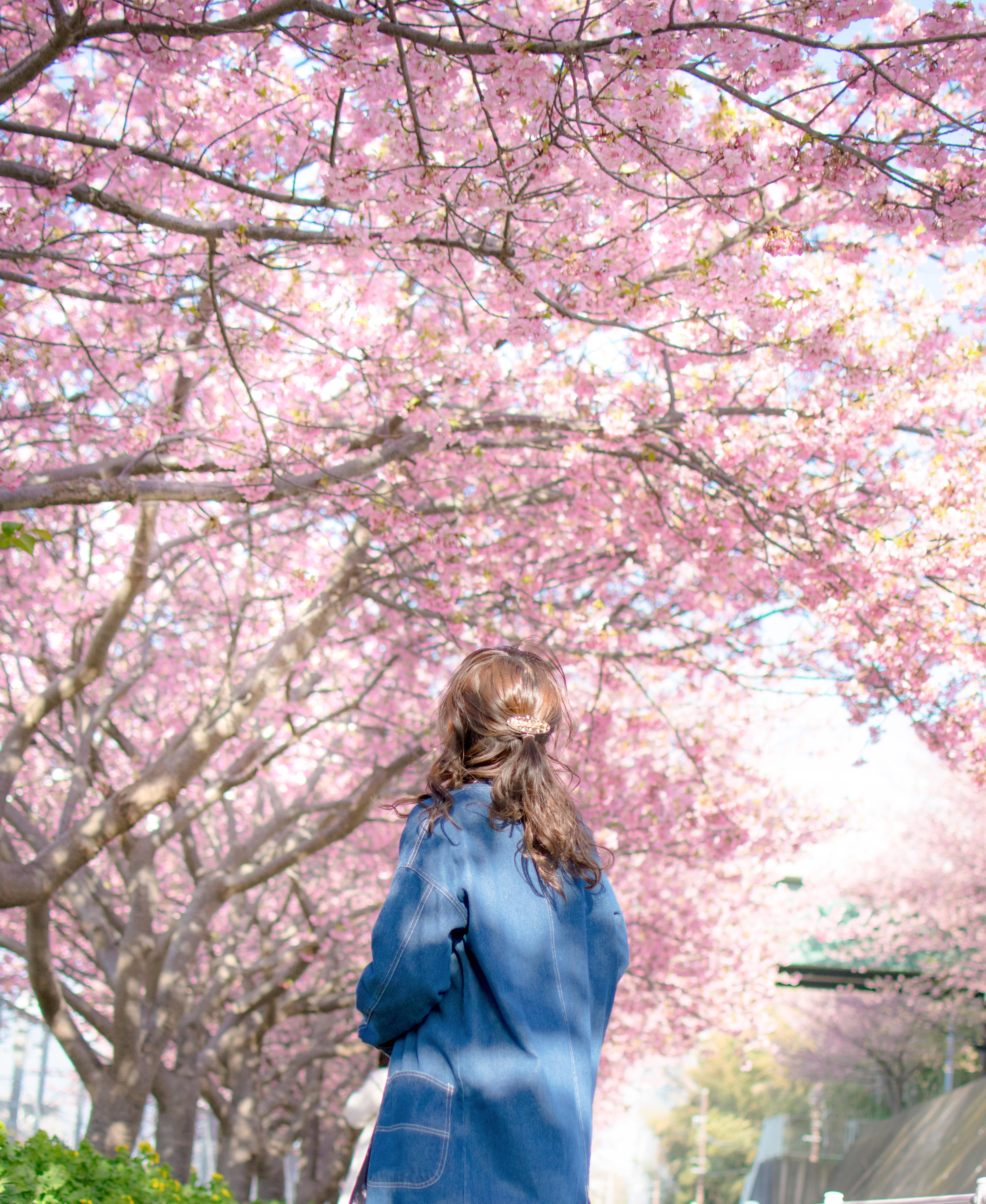 満開の桜を見上げる女性の写真 フリー素材は ぱくたそ 写真を無料ダウンロード