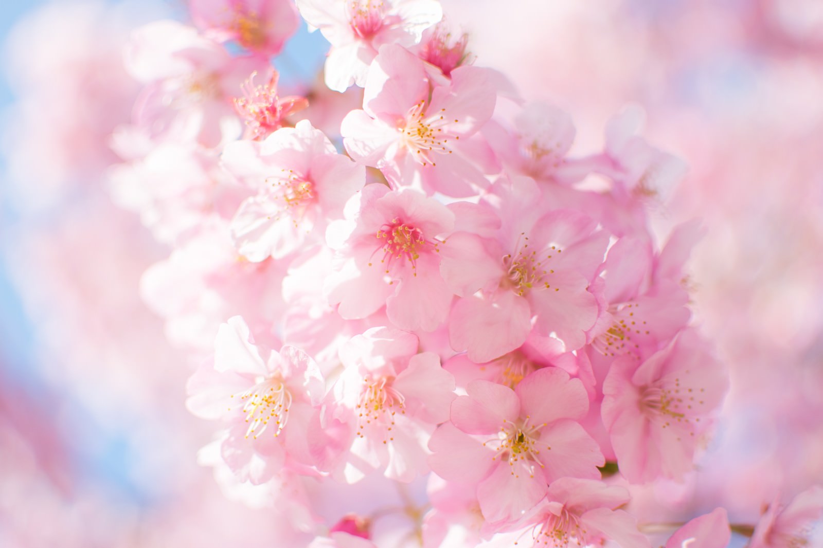 ピンク色の桜の開花の写真素材 ぱくたそ