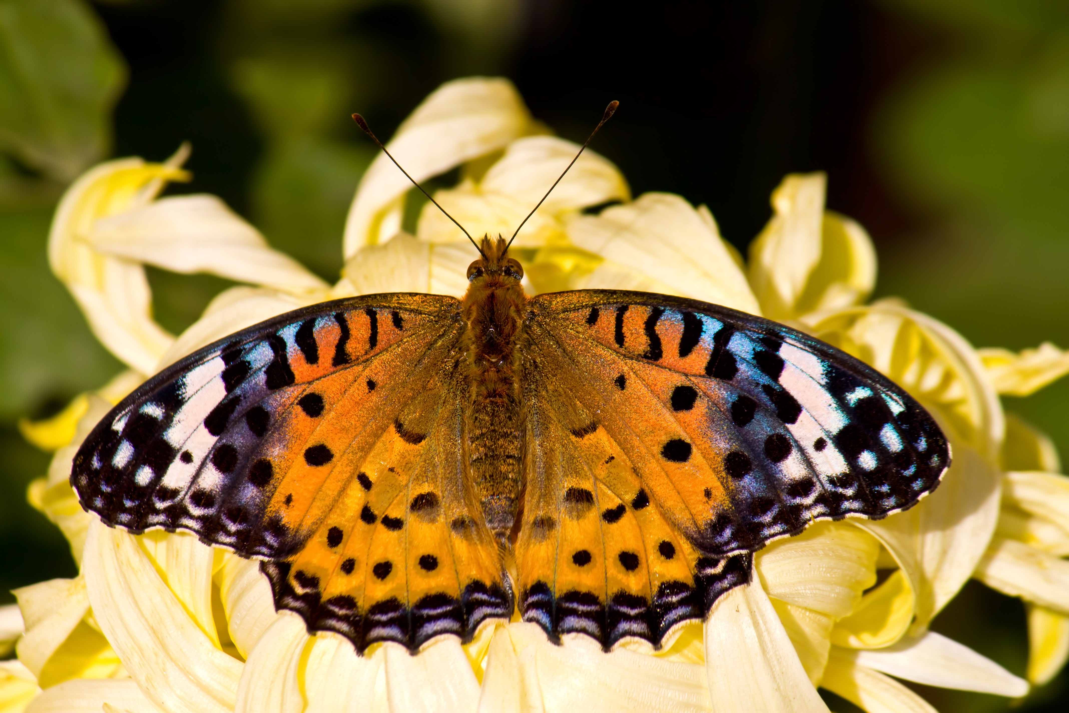 菊に止まるツマグロヒョウモンの写真素材 ぱくたそ