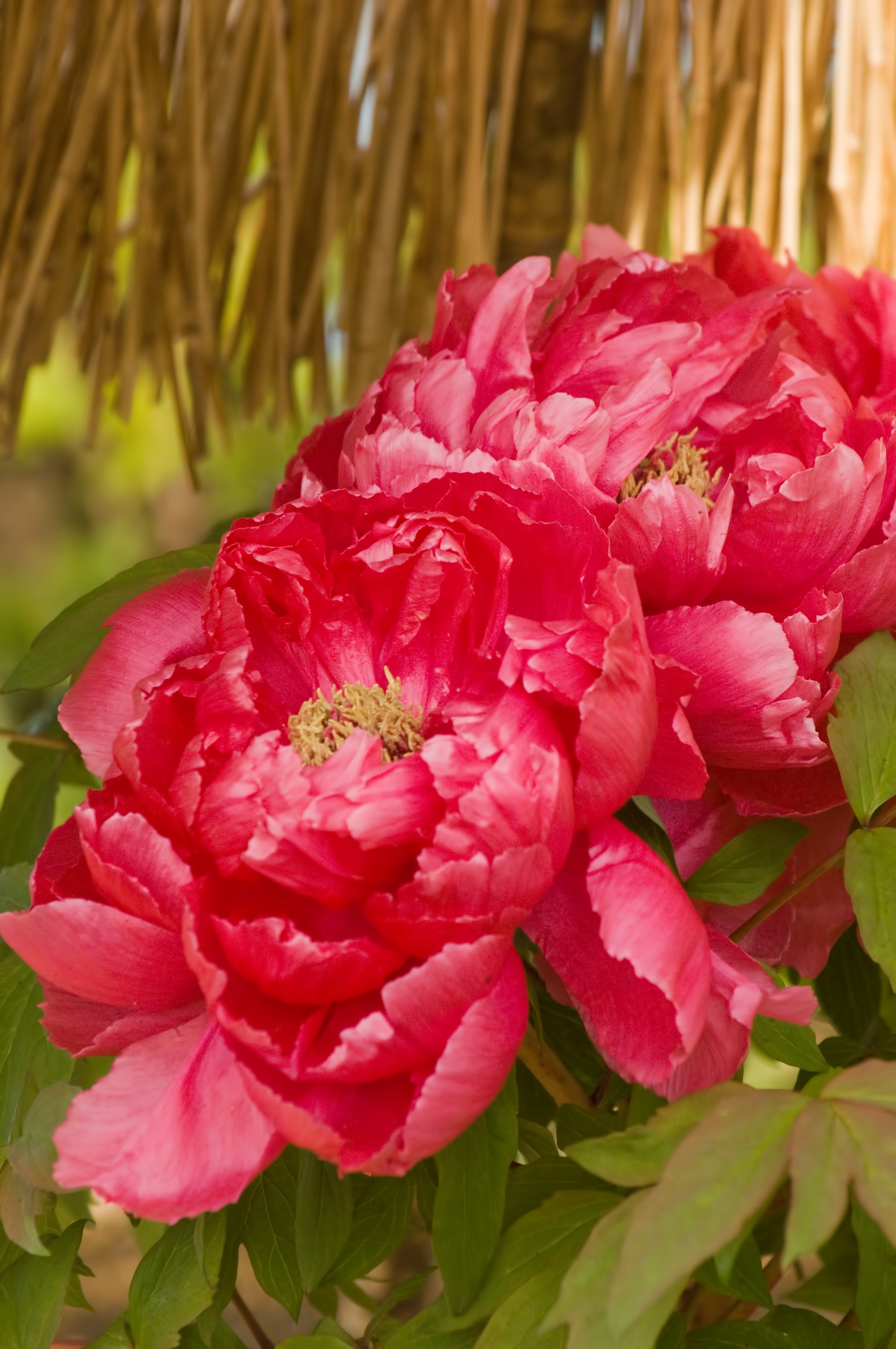 ボタンの花の写真を無料ダウンロード フリー素材 ぱくたそ