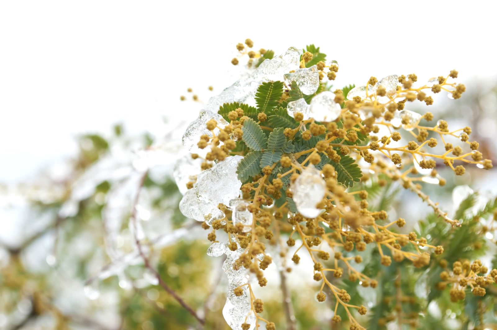 ミモザの蕾の写真素材 ぱくたそ