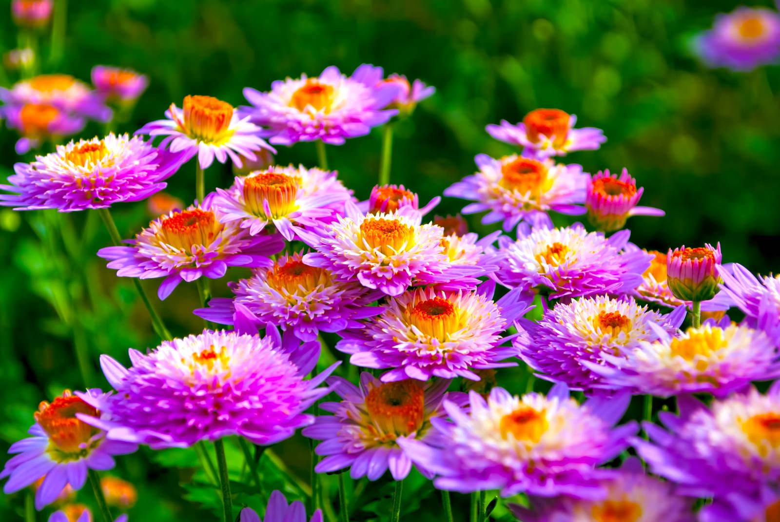 密生した桃色の菊の写真素材 ぱくたそ