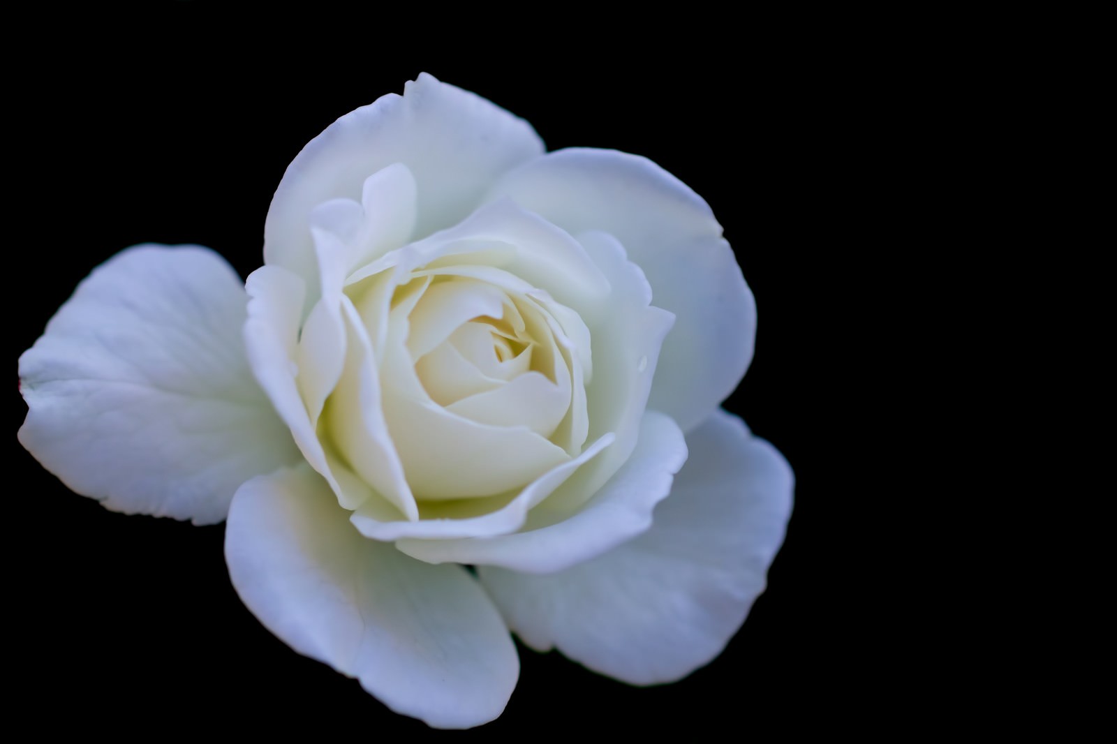 「シュネービッチェンの薔薇 | フリー素材のぱくたそ」の写真