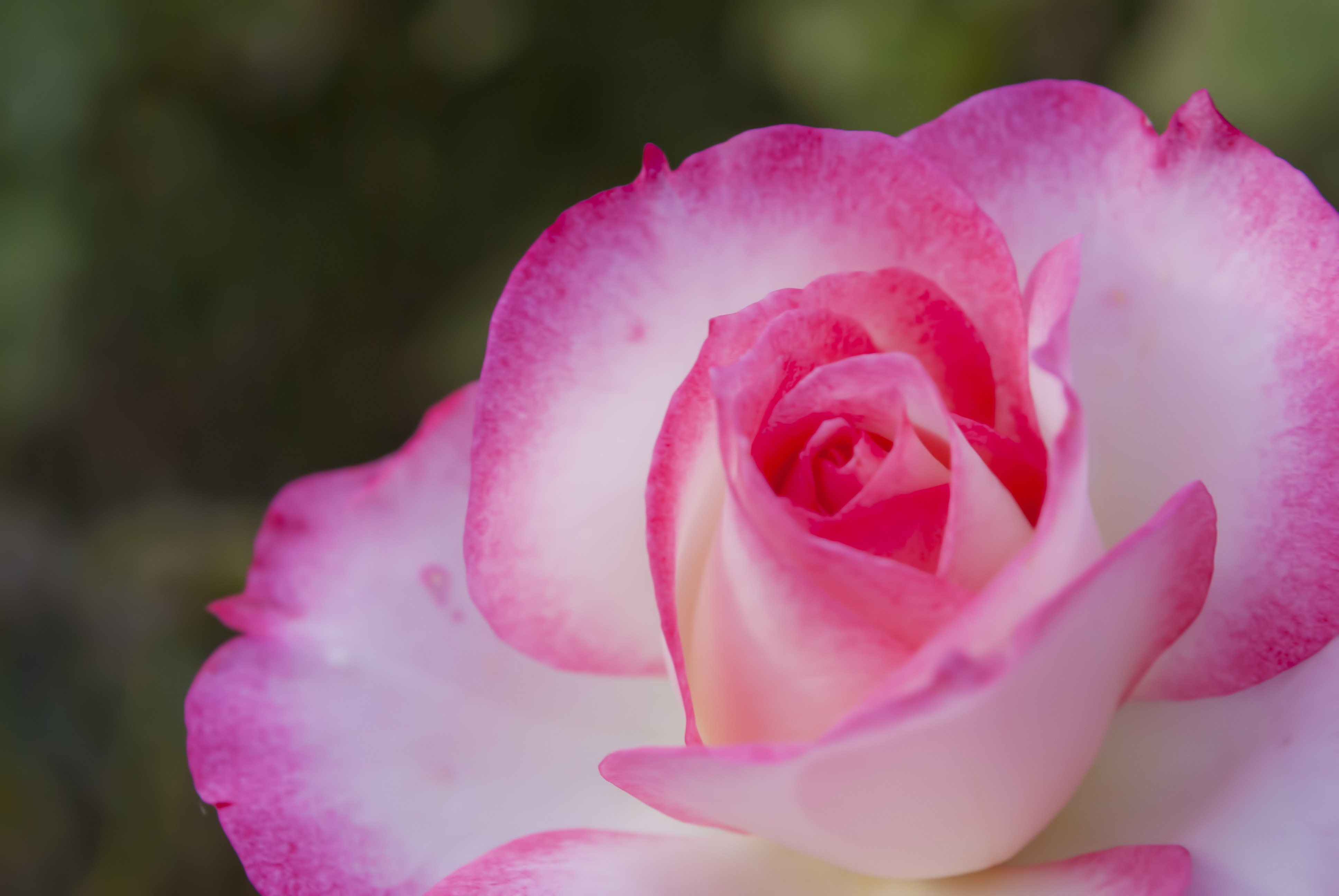 ピンク色の鮮やかなバラの写真素材 ぱくたそ