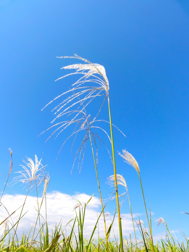 青空とすすきの写真を無料ダウンロード フリー素材 ぱくたそ 青空とすすきの写真を無料ダウンロード フリー素材 ぱくたそ