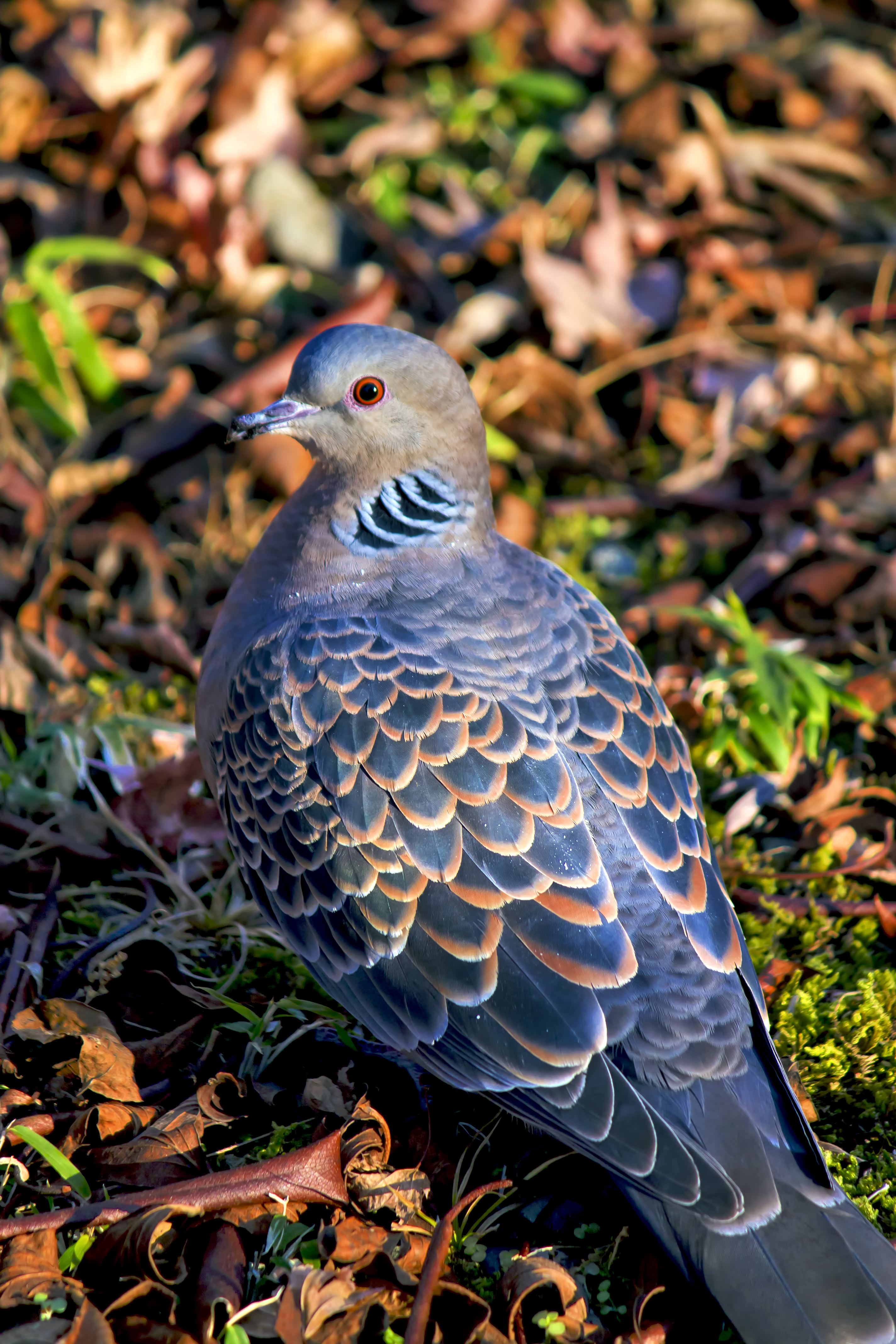 目がオレンジ色の鳩の写真を無料ダウンロード フリー素材 ぱくたそ