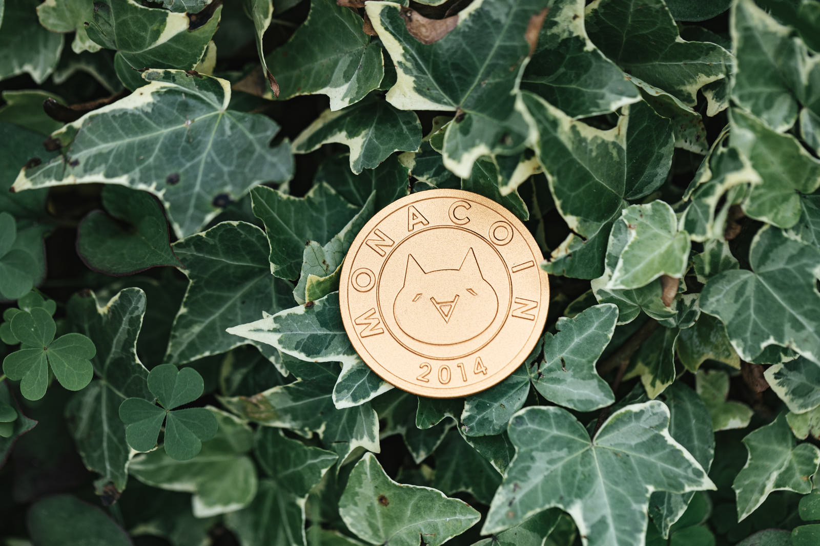 モナコイン草の写真素材 ぱくたそ