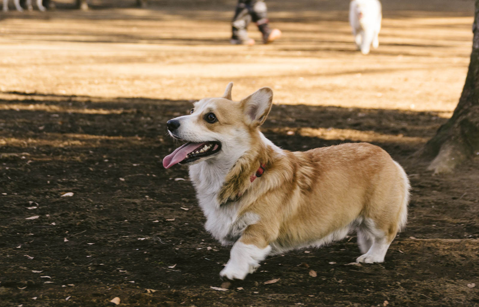 お散歩中のウェルシュ コーギー ペンブローク 犬 の写真 画像 を無料ダウンロード フリー素材のぱくたそ