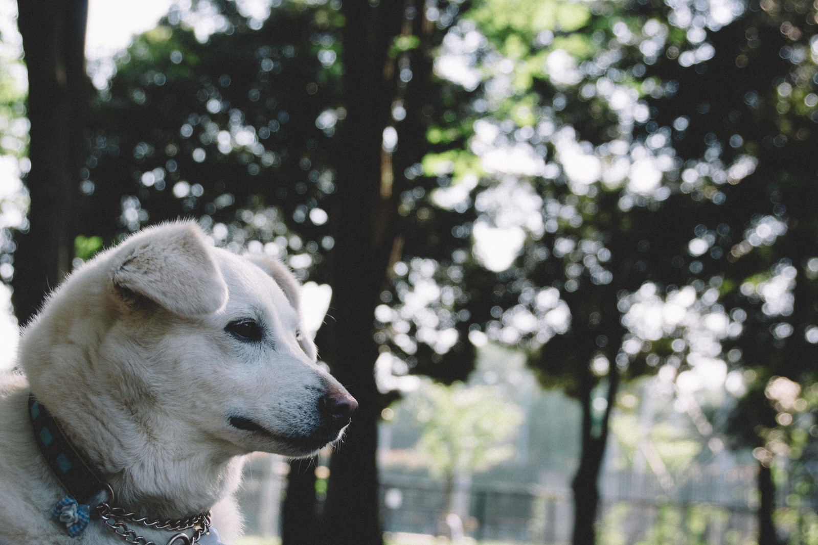 驚くばかり夢 占い 茶色い 犬 世界のすべての髪型 驚くばかり夢 占い 茶色い 犬 世界のすべての髪型