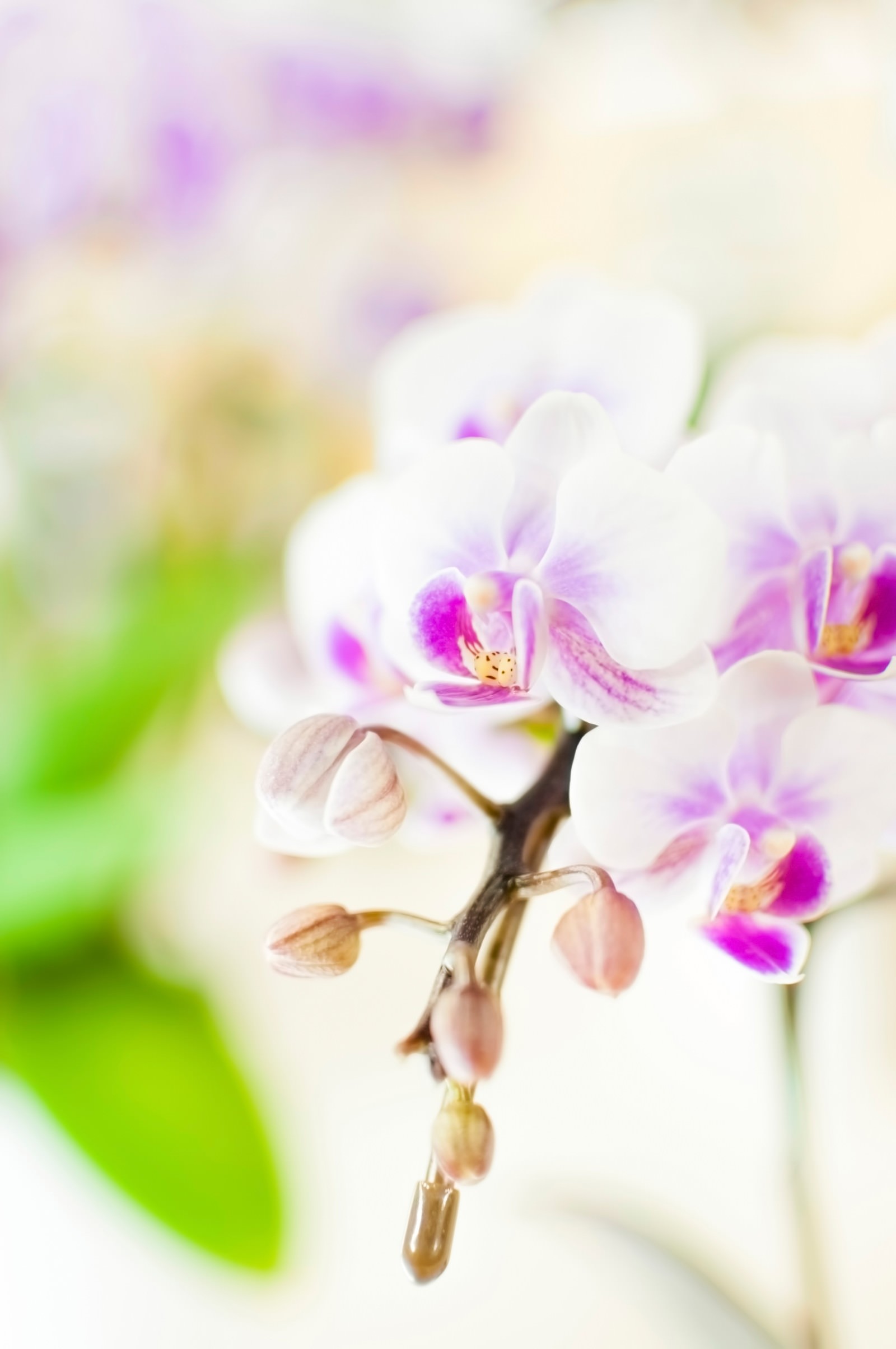 胡蝶蘭の写真を無料ダウンロード フリー素材 ぱくたそ