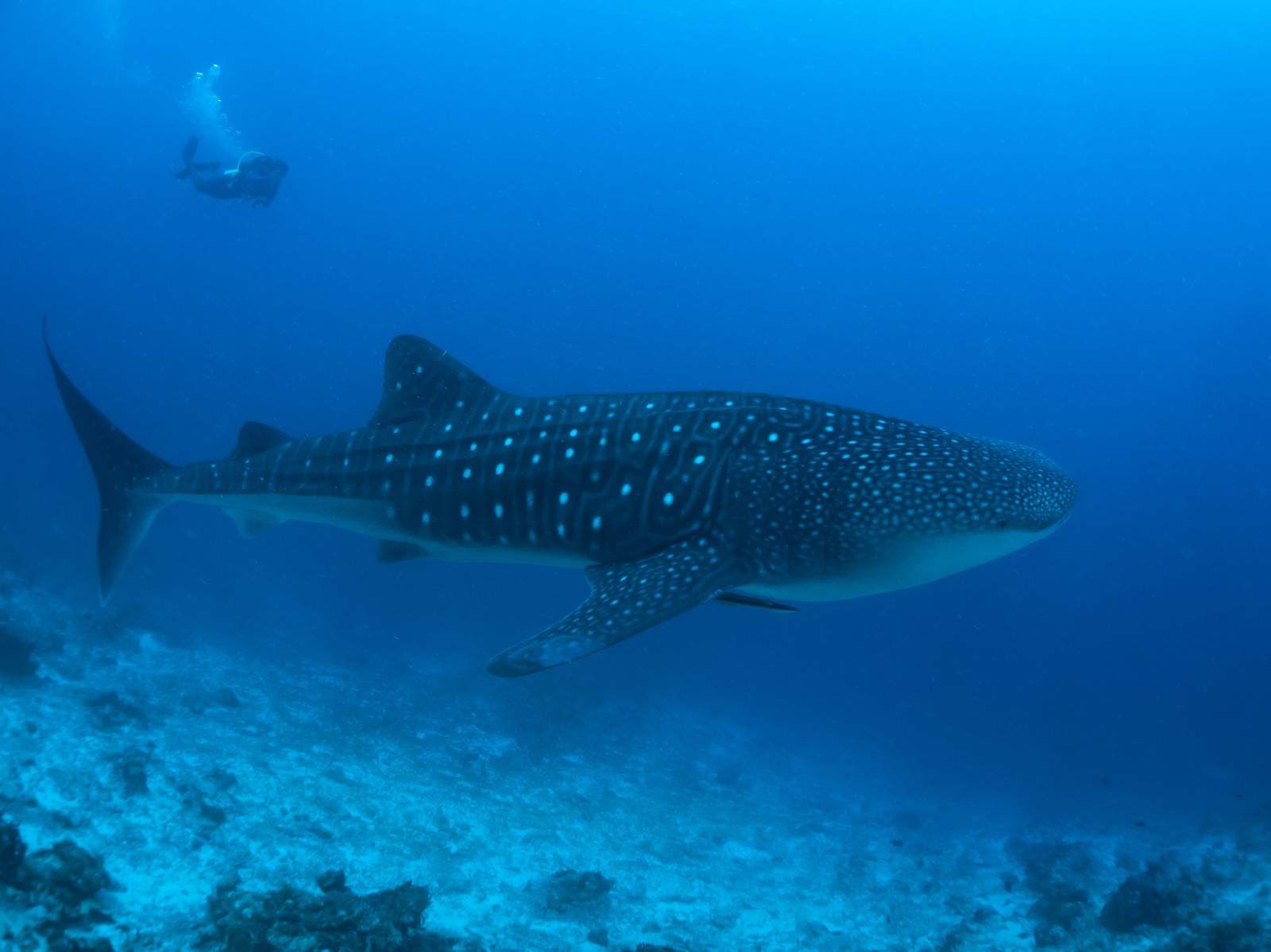 海中を泳ぐジンベイザメとダイビング中のカメラマンの写真 画像 フリー素材 ぱくたそ