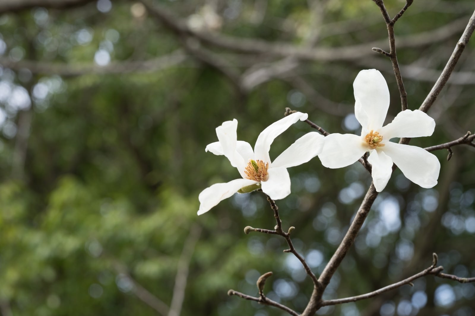 コブシの花の写真を無料ダウンロード フリー素材 ぱくたそ