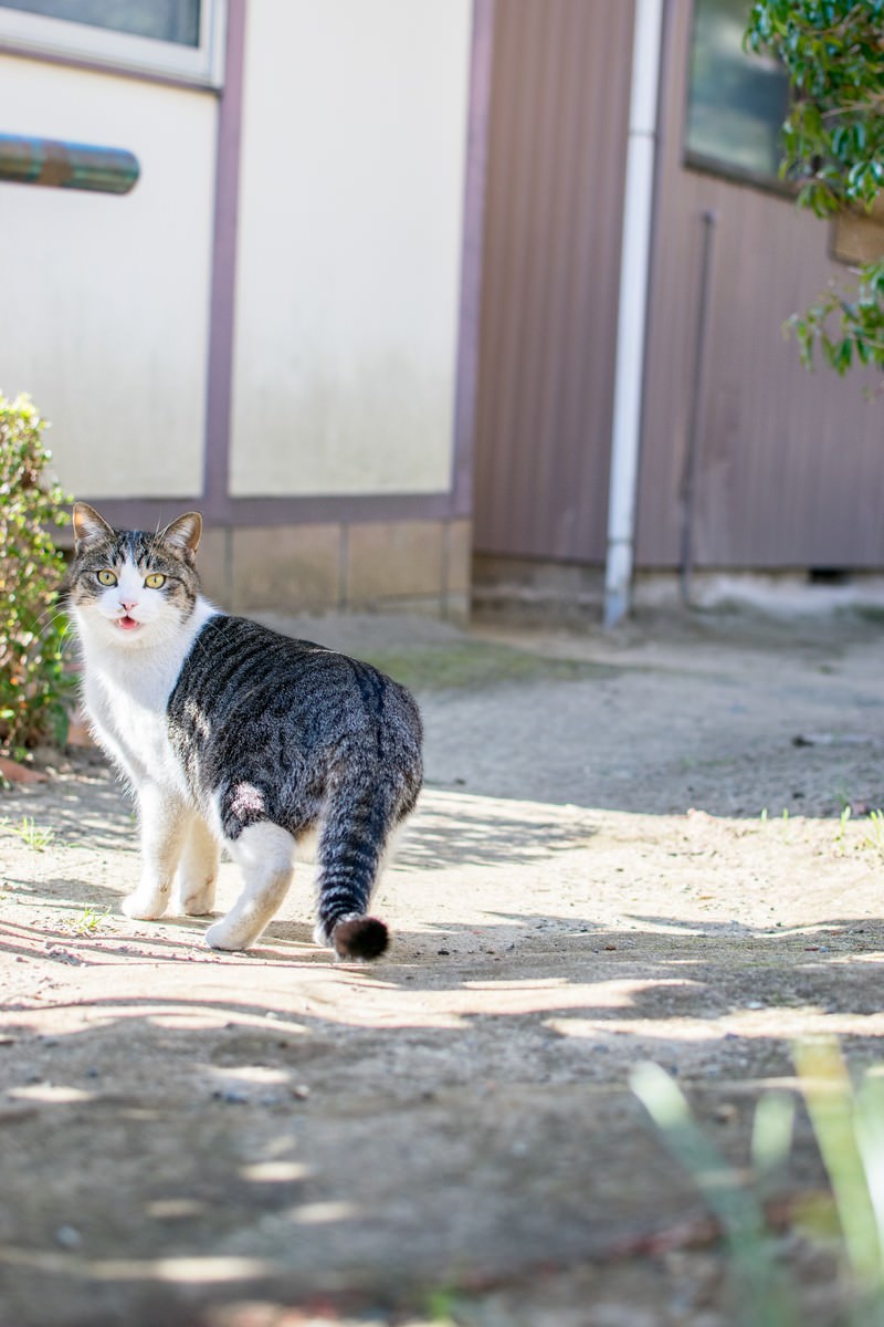 散歩中に振り返る猫の写真 画像 フリー素材 ぱくたそ